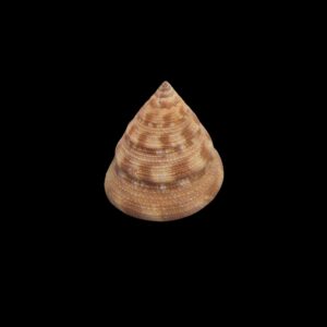 BC386 Calliostoma vinosum - SELECTED