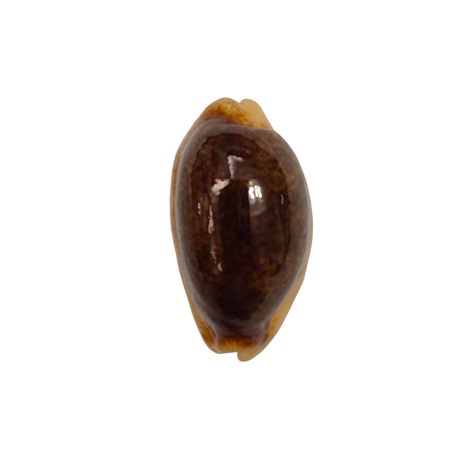 BC454 Erronea errones - NIGER from NEW CALEDONIA