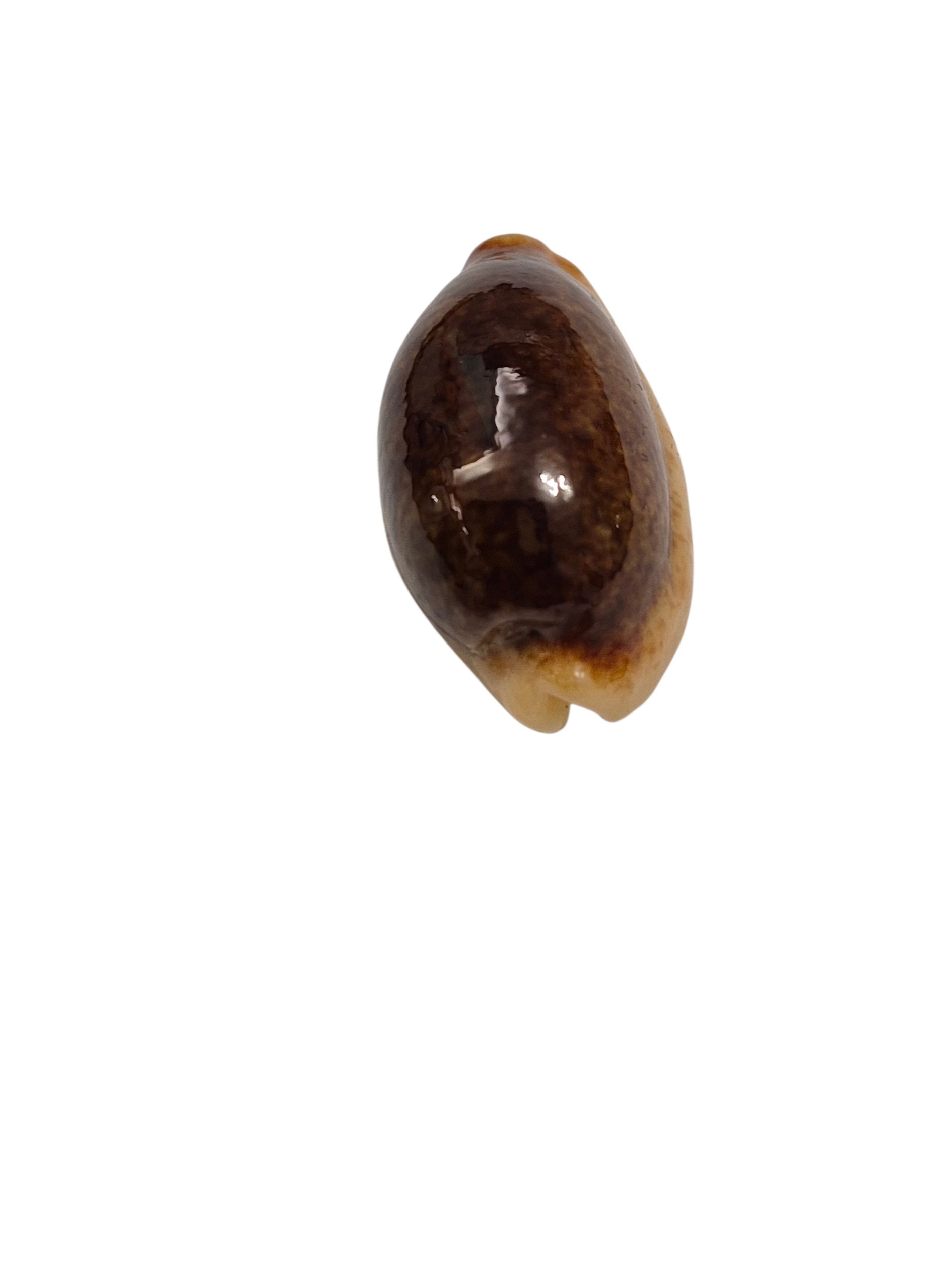 BC454 Erronea errones - NIGER from NEW CALEDONIA - Image 5