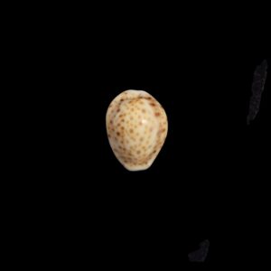 BC464 Naria ostergaardi - SELECTED