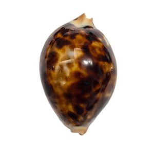 BC481 Zoila jeaniana jeaniana - HUGE ROV BEAUTY