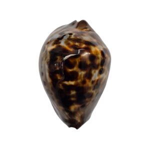 BC488 Zoila jeaniana sherylae - DARK BEAUTY