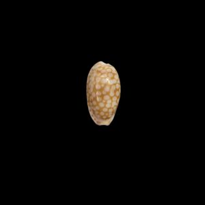 BC560 Cribrarula cribellum