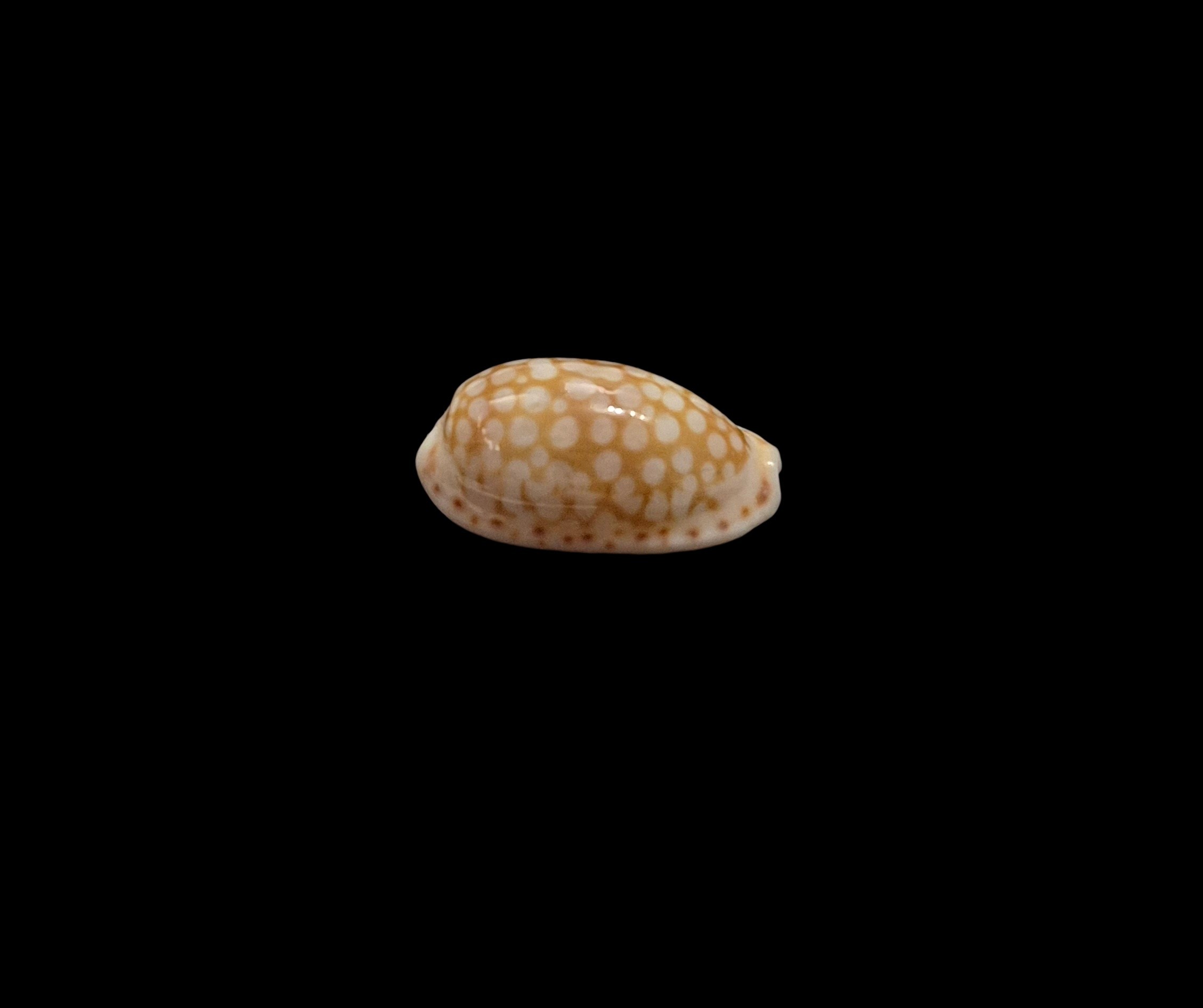 BC560 Cribrarula cribellum - Image 2
