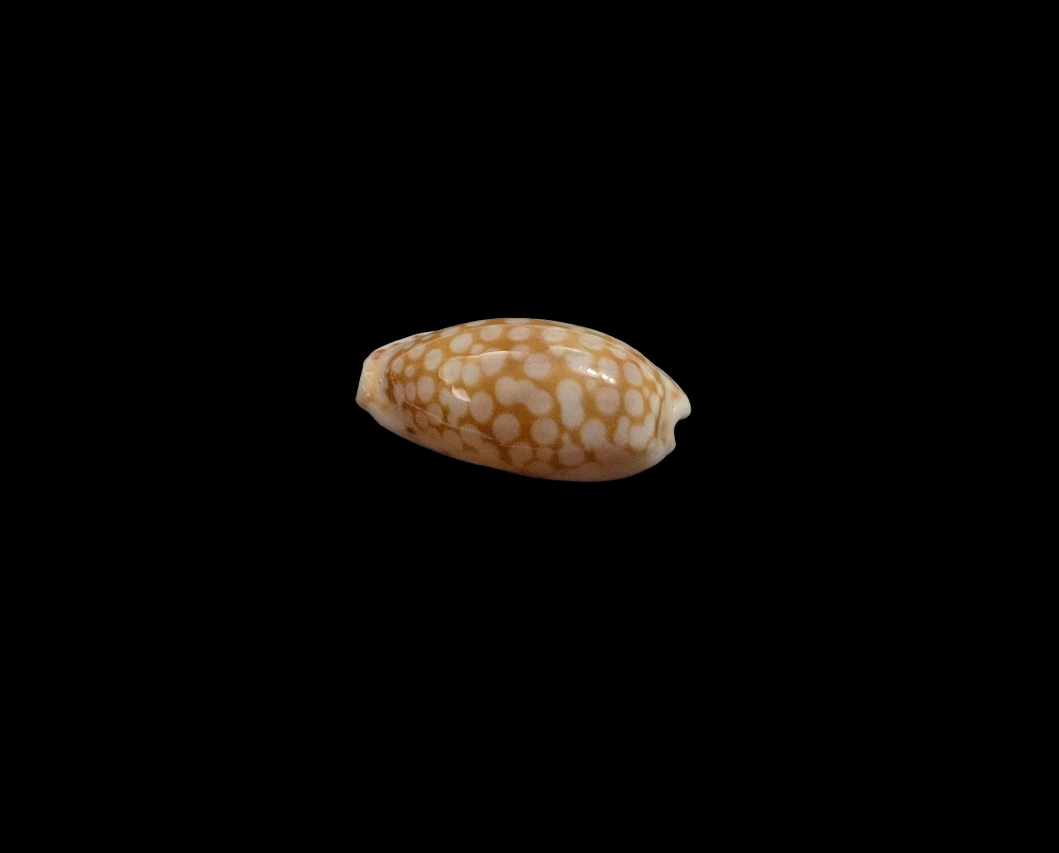 BC560 Cribrarula cribellum - Image 3