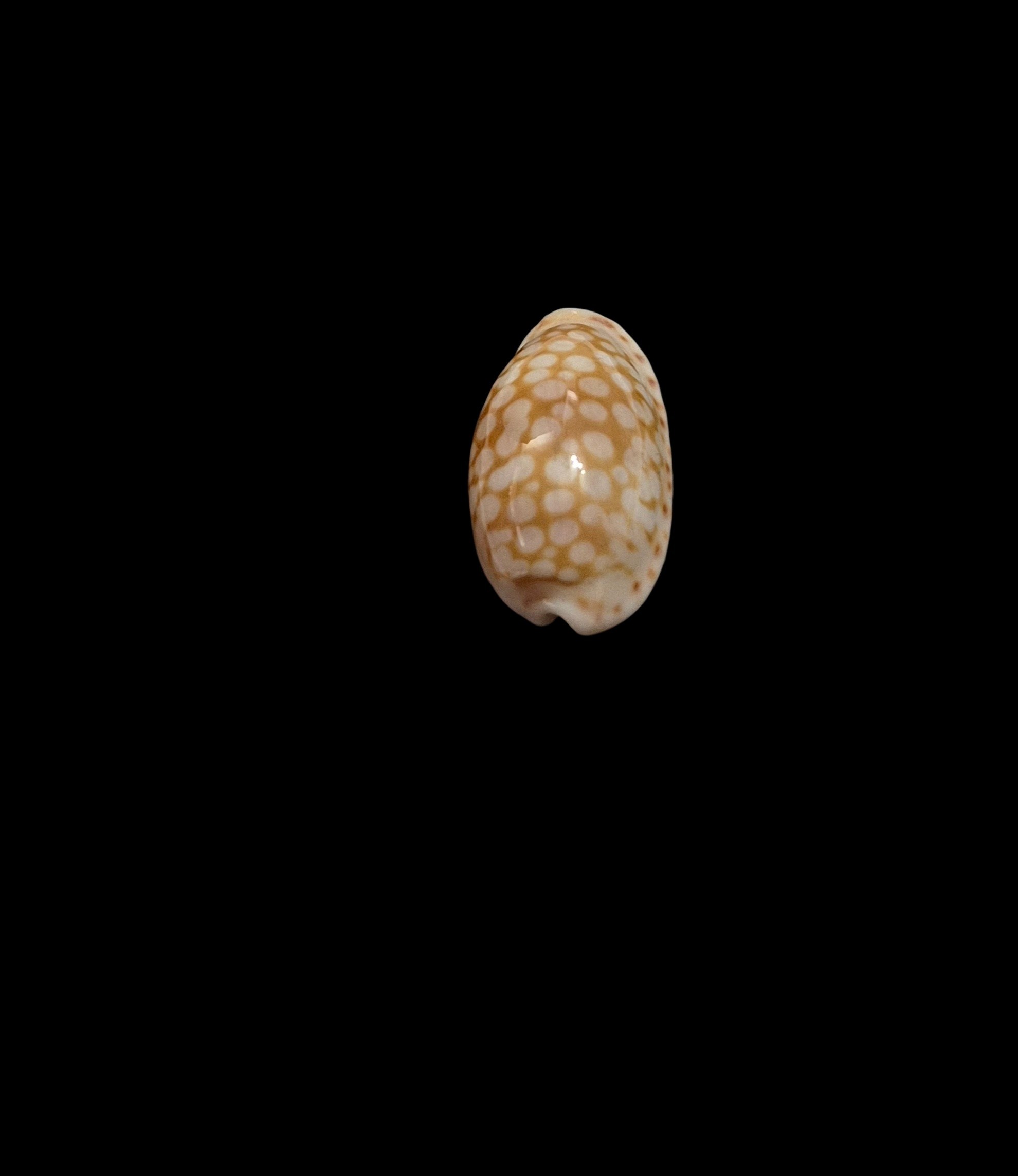BC560 Cribrarula cribellum - Image 4