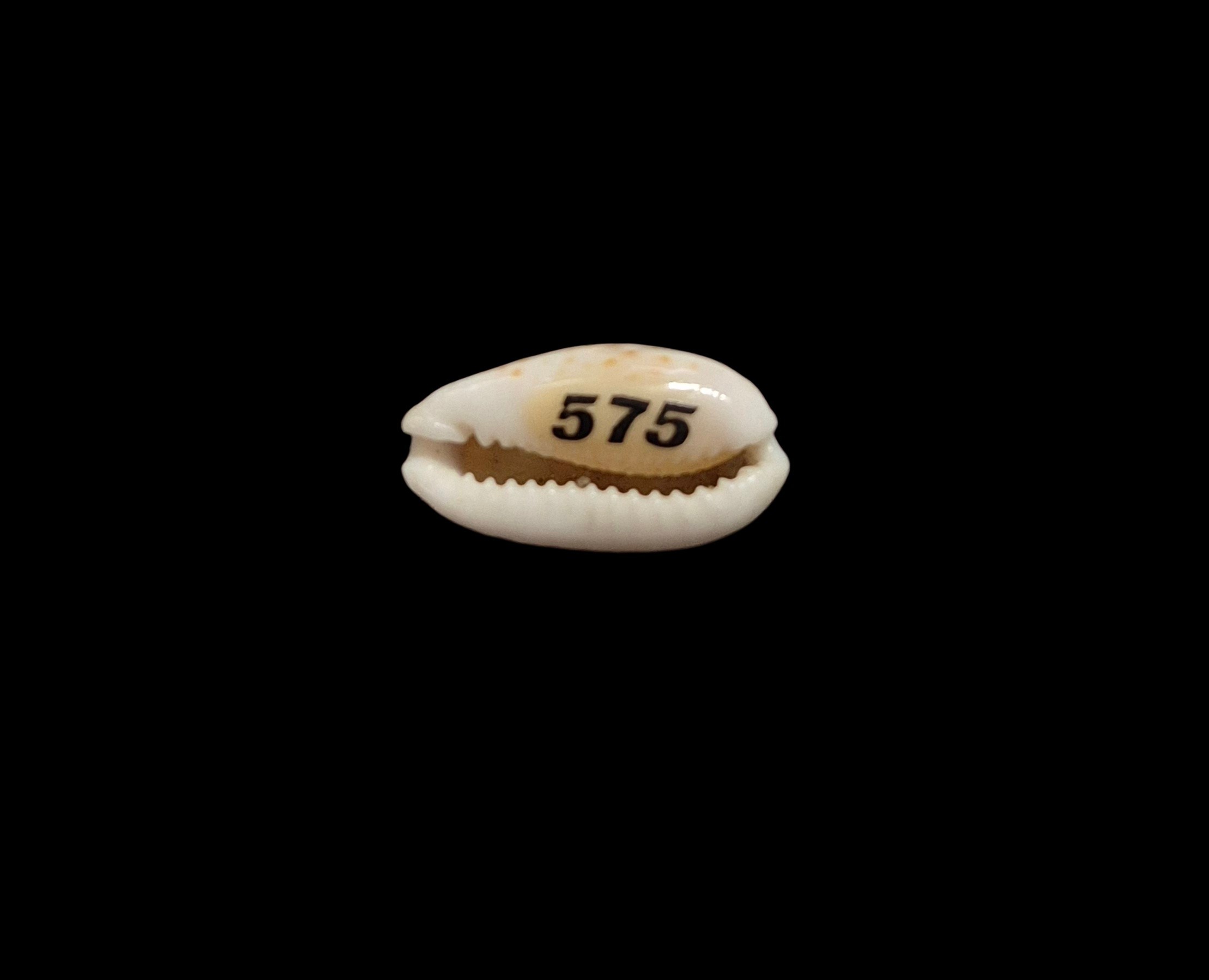 BC560 Cribrarula cribellum - Image 5