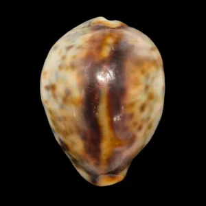 BC491 Cypraea tigris - HEAVY LIKE A STONE