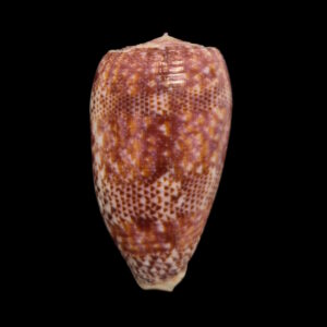 BC573 Conus adamsonii w/o - MASTODONTIC