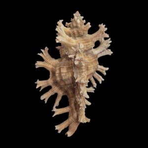 BC575 Chicoreus palmarosae - BIG SIZE