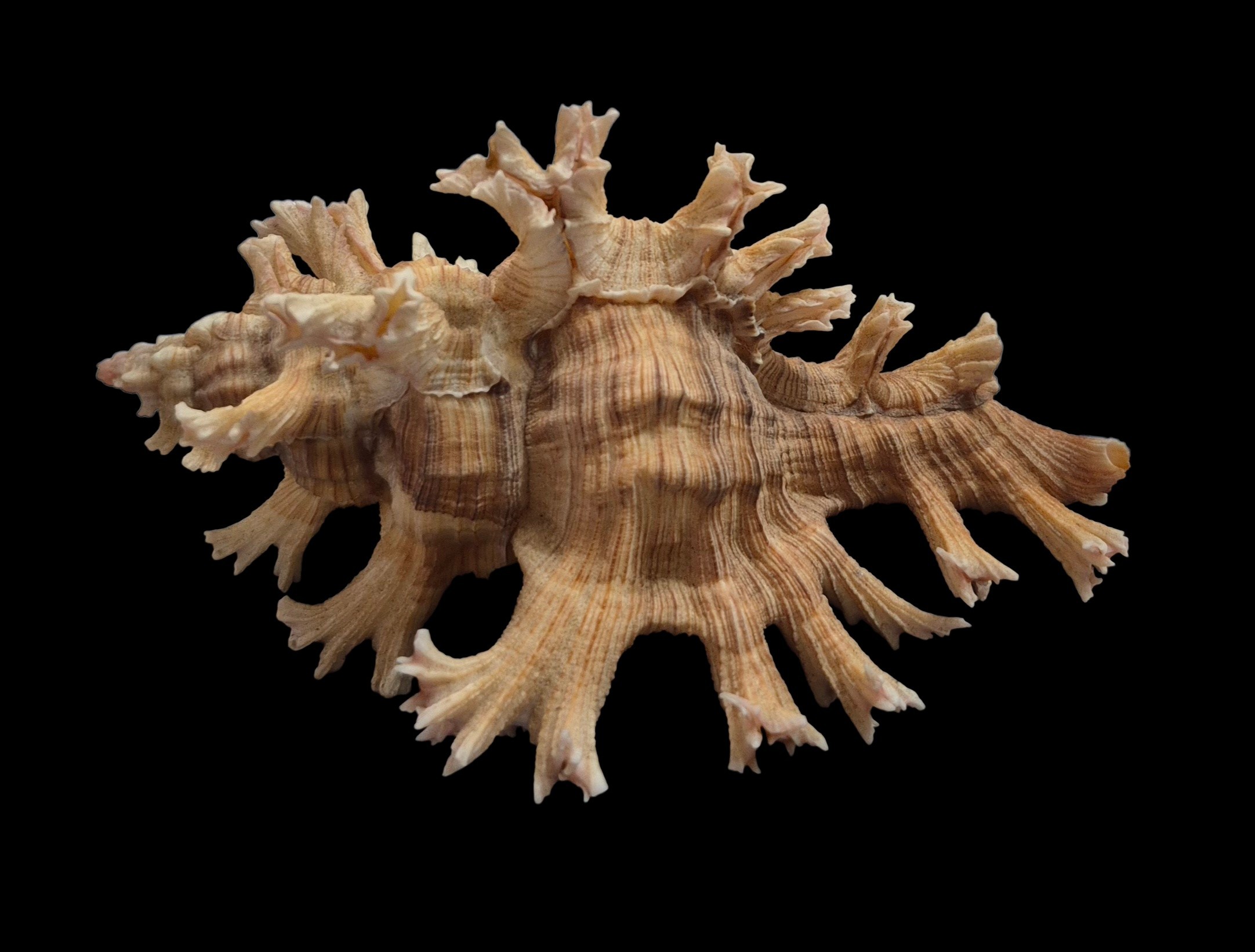 BC575 Chicoreus palmarosae - BIG SIZE - Image 3