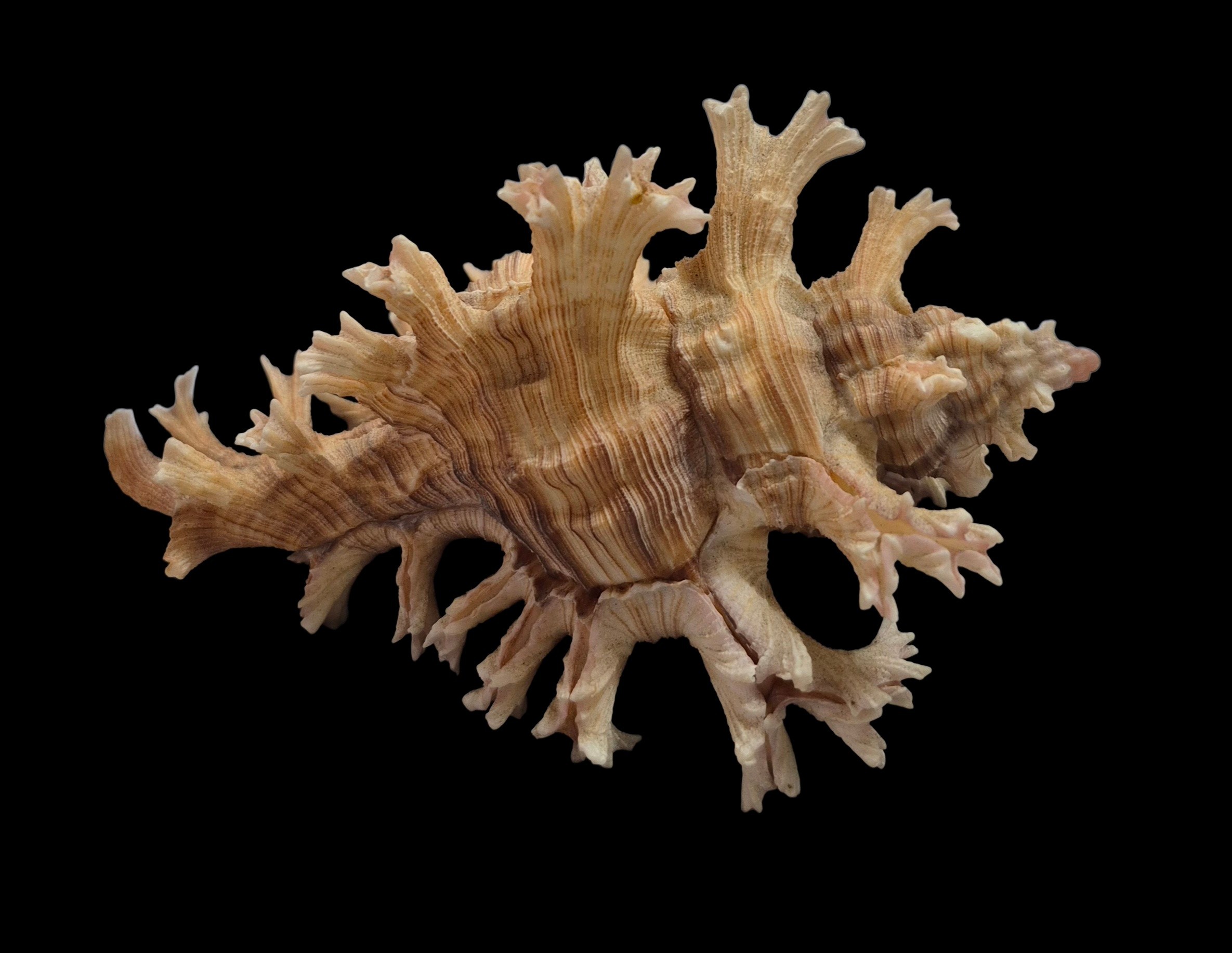 BC575 Chicoreus palmarosae - BIG SIZE - Image 4