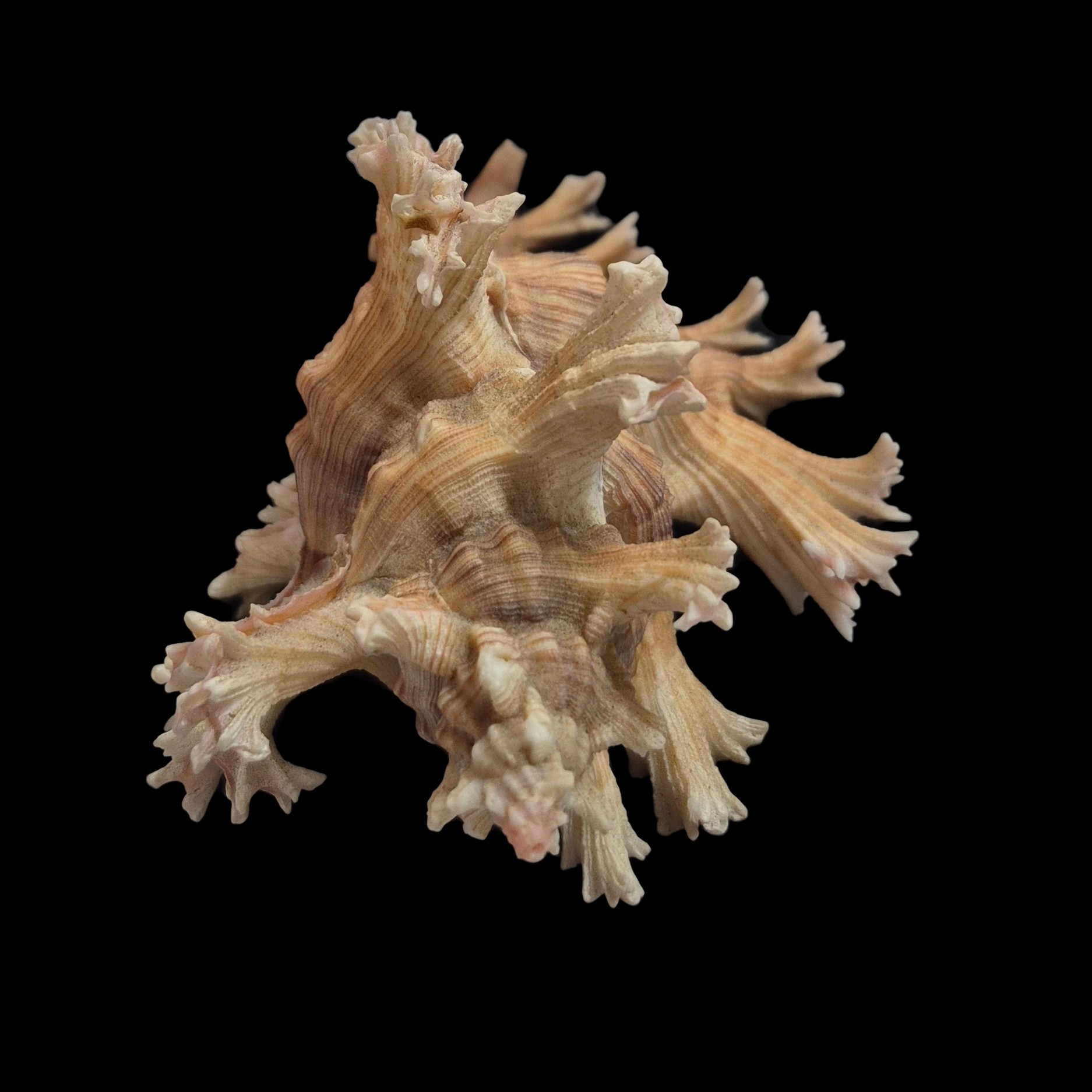 BC575 Chicoreus palmarosae - BIG SIZE - Image 6