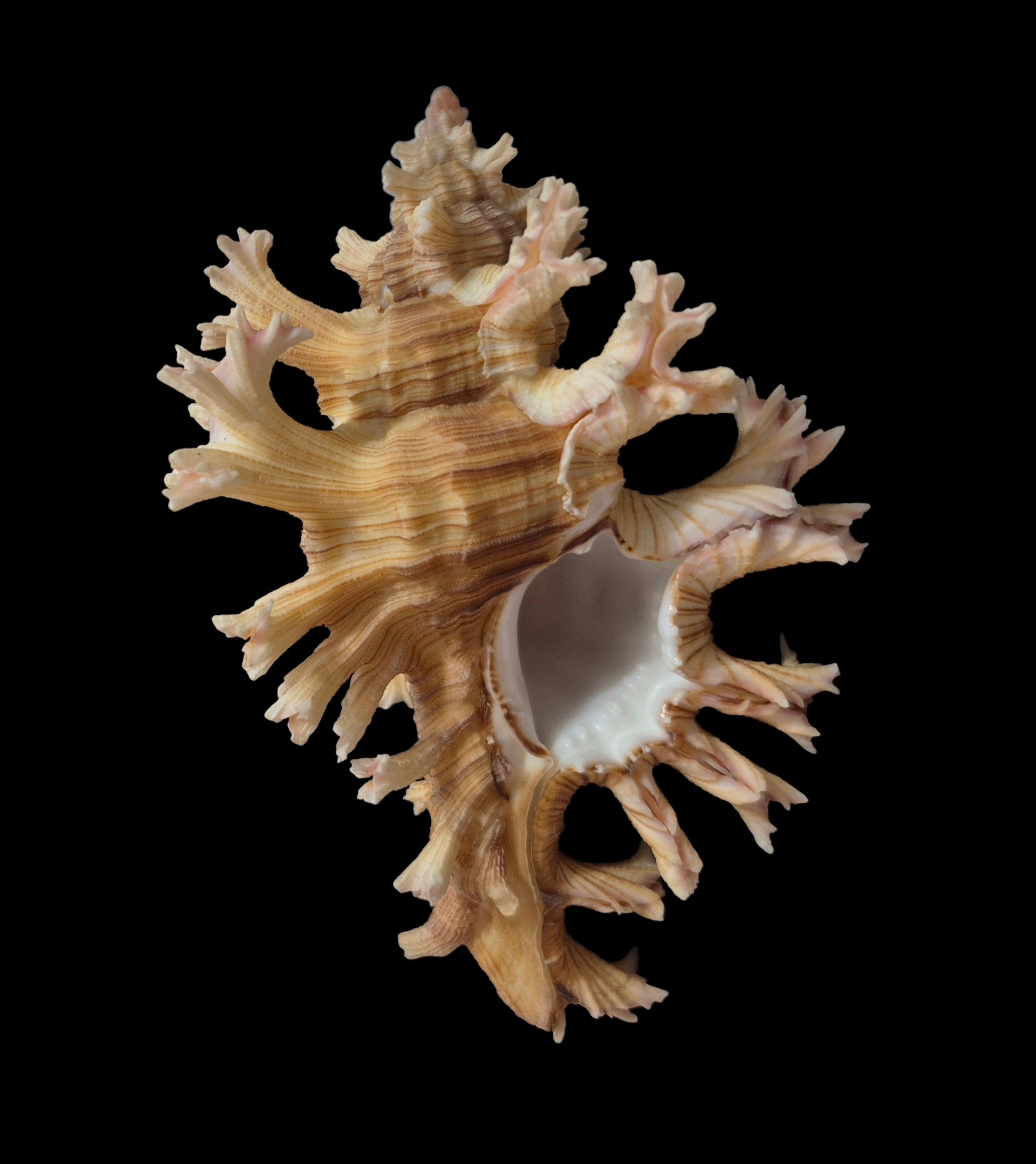 BC575 Chicoreus palmarosae - BIG SIZE - Image 2