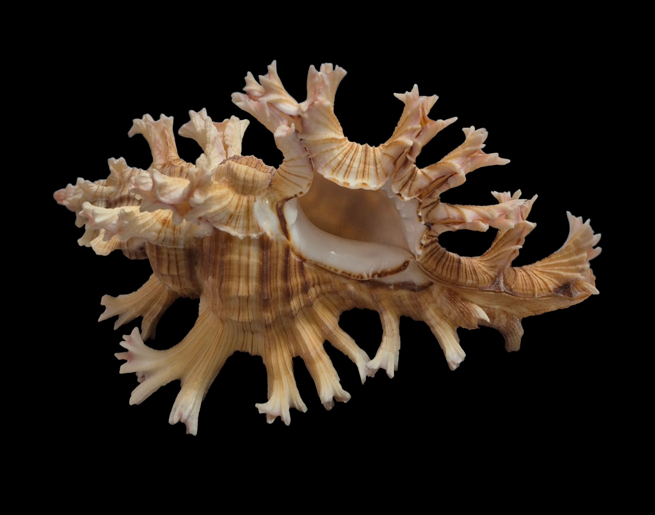 BC575 Chicoreus palmarosae - BIG SIZE - Image 5
