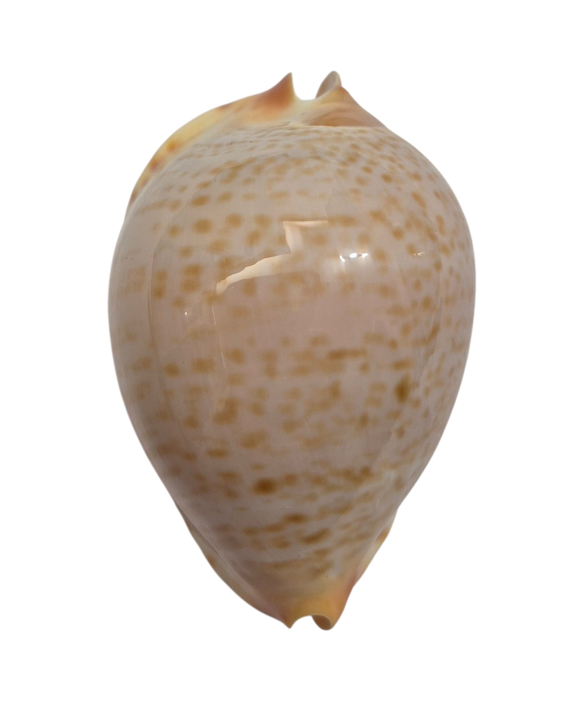 BC010 Zoila friendii vercoi - GOLDEN FORM - Image 2