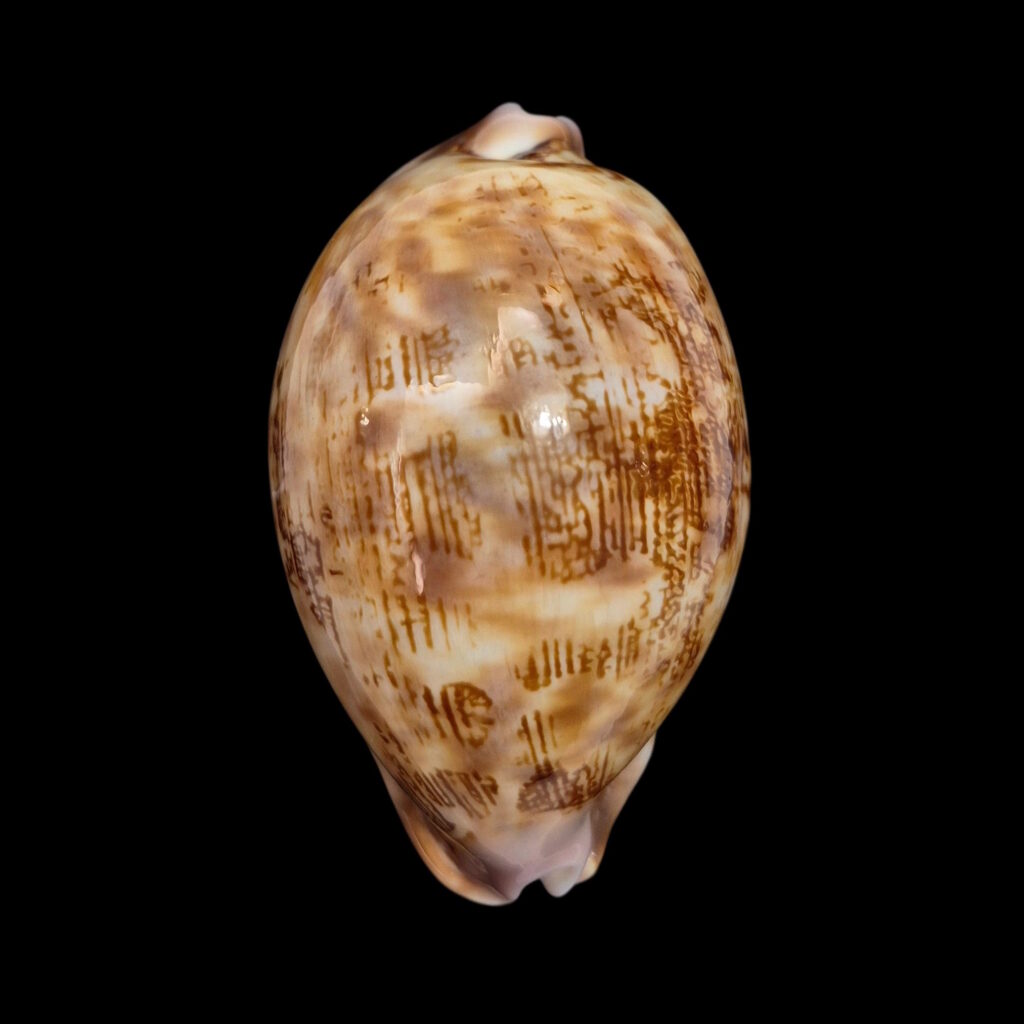 BC020 Leporicypraea mappa f. admirabilis
