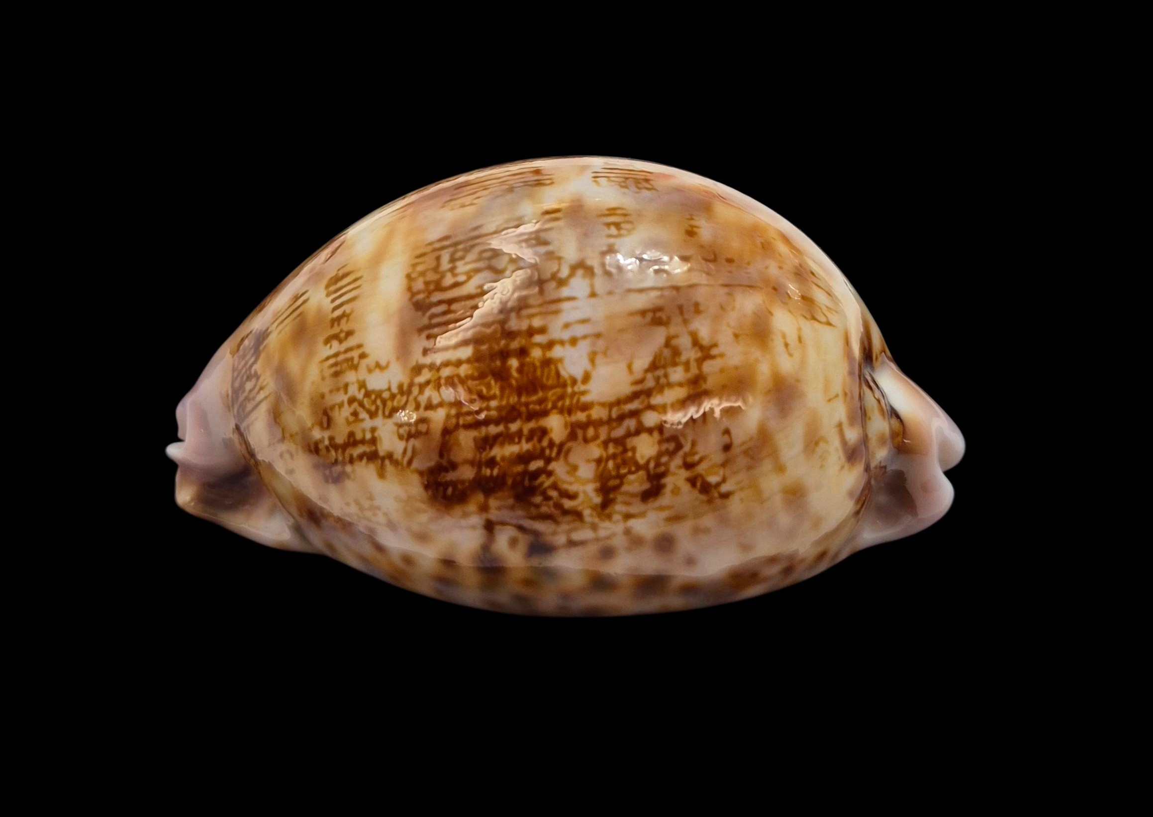 BC020 Leporicypraea mappa f. admirabilis - Image 4