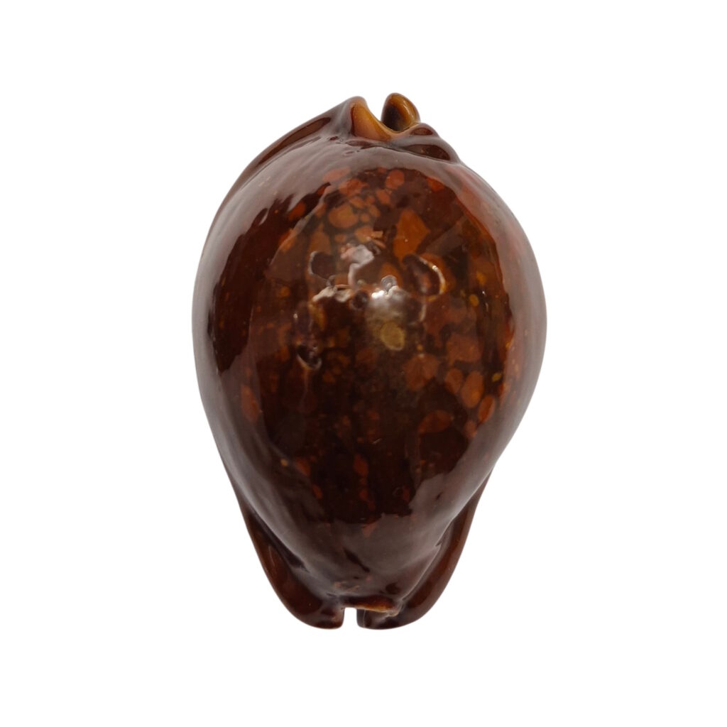 BC082 Trona stercoria - DARK RED FORM