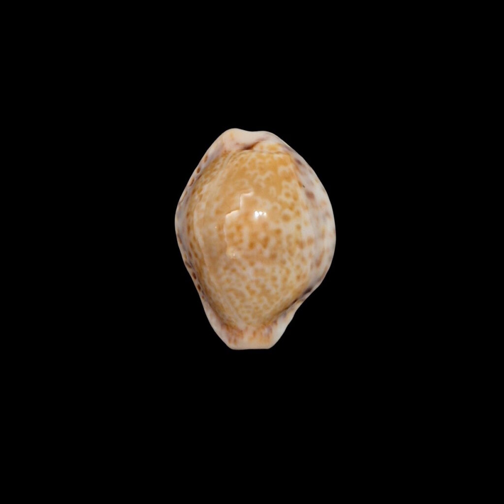 BC184 Naria spurca sanctaehelenae - DELTOIDAL