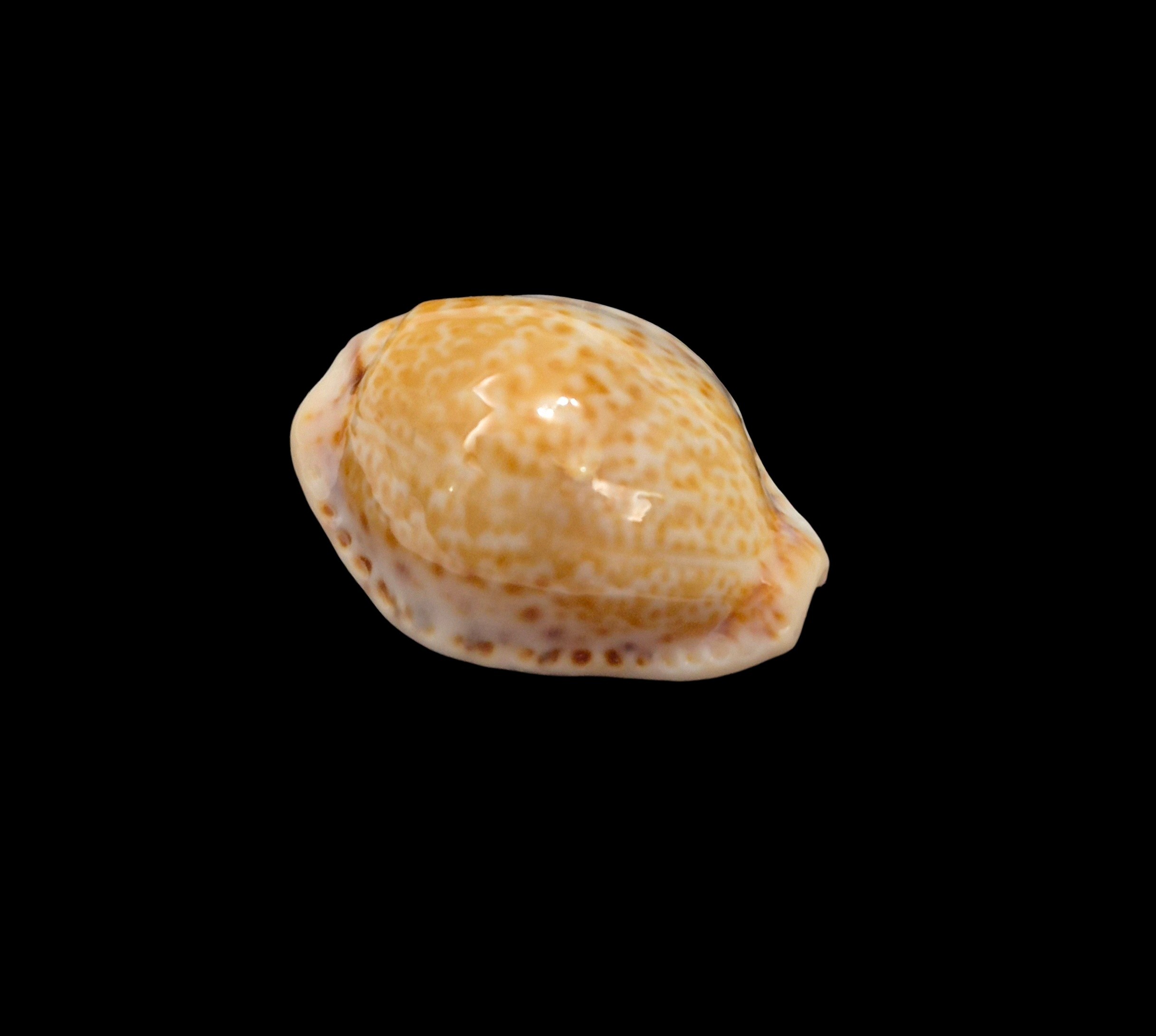 BC184 Naria spurca sanctaehelenae - DELTOIDAL - Image 2
