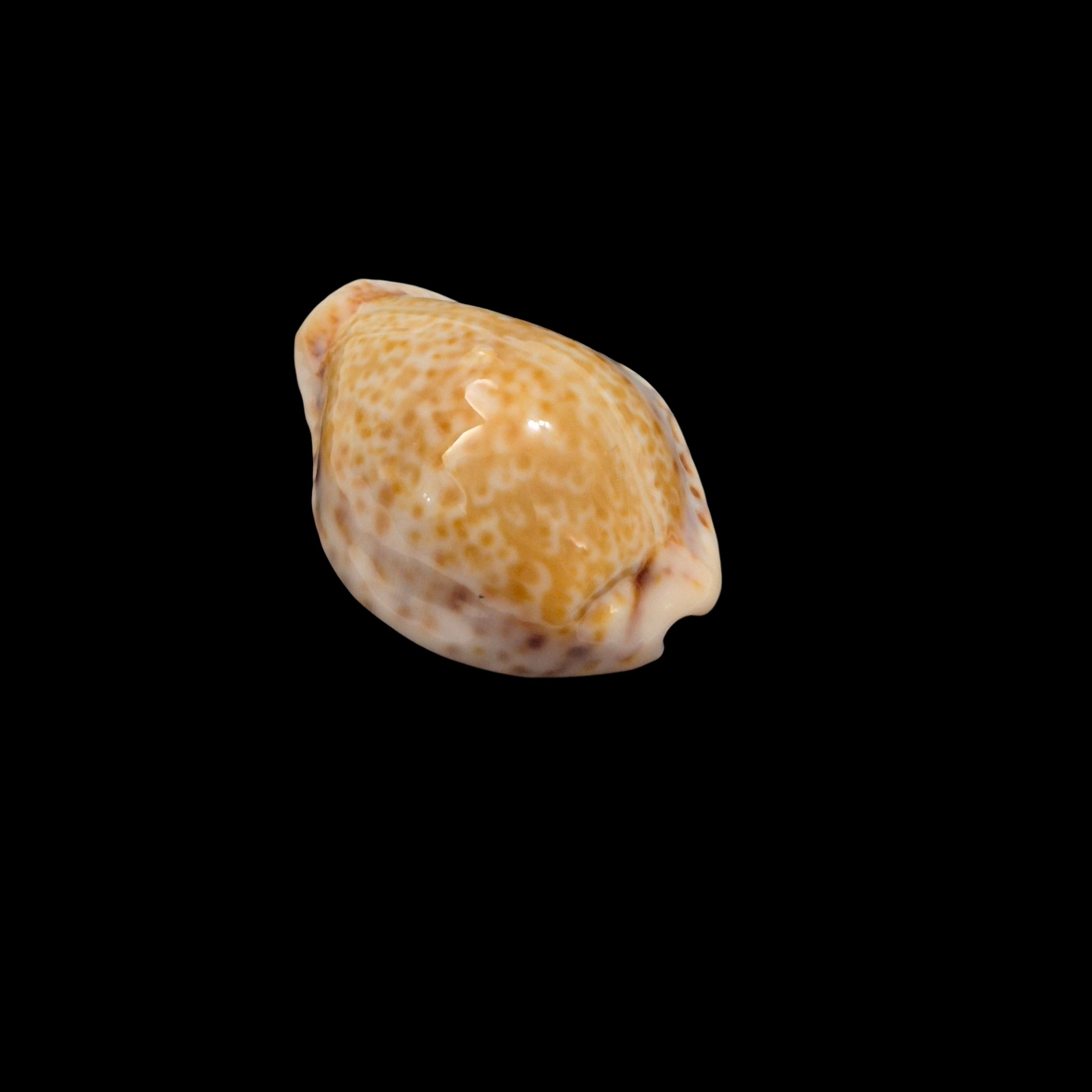 BC184 Naria spurca sanctaehelenae - DELTOIDAL - Image 3