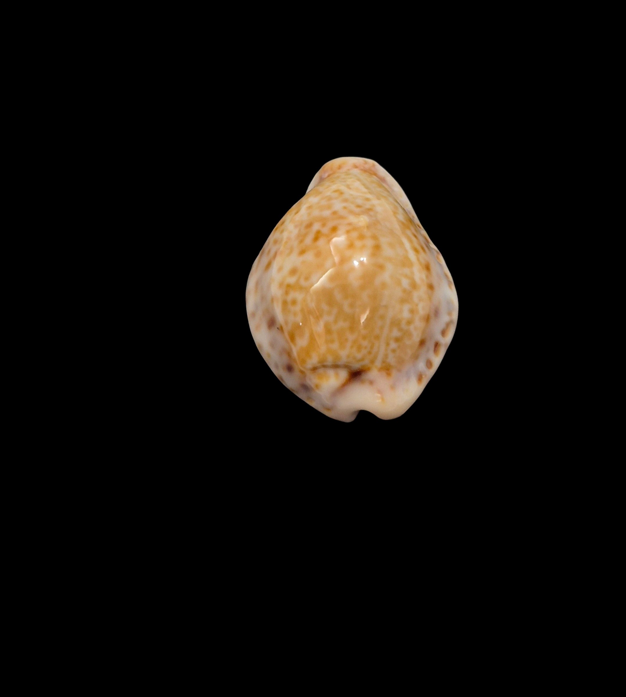 BC184 Naria spurca sanctaehelenae - DELTOIDAL - Image 4
