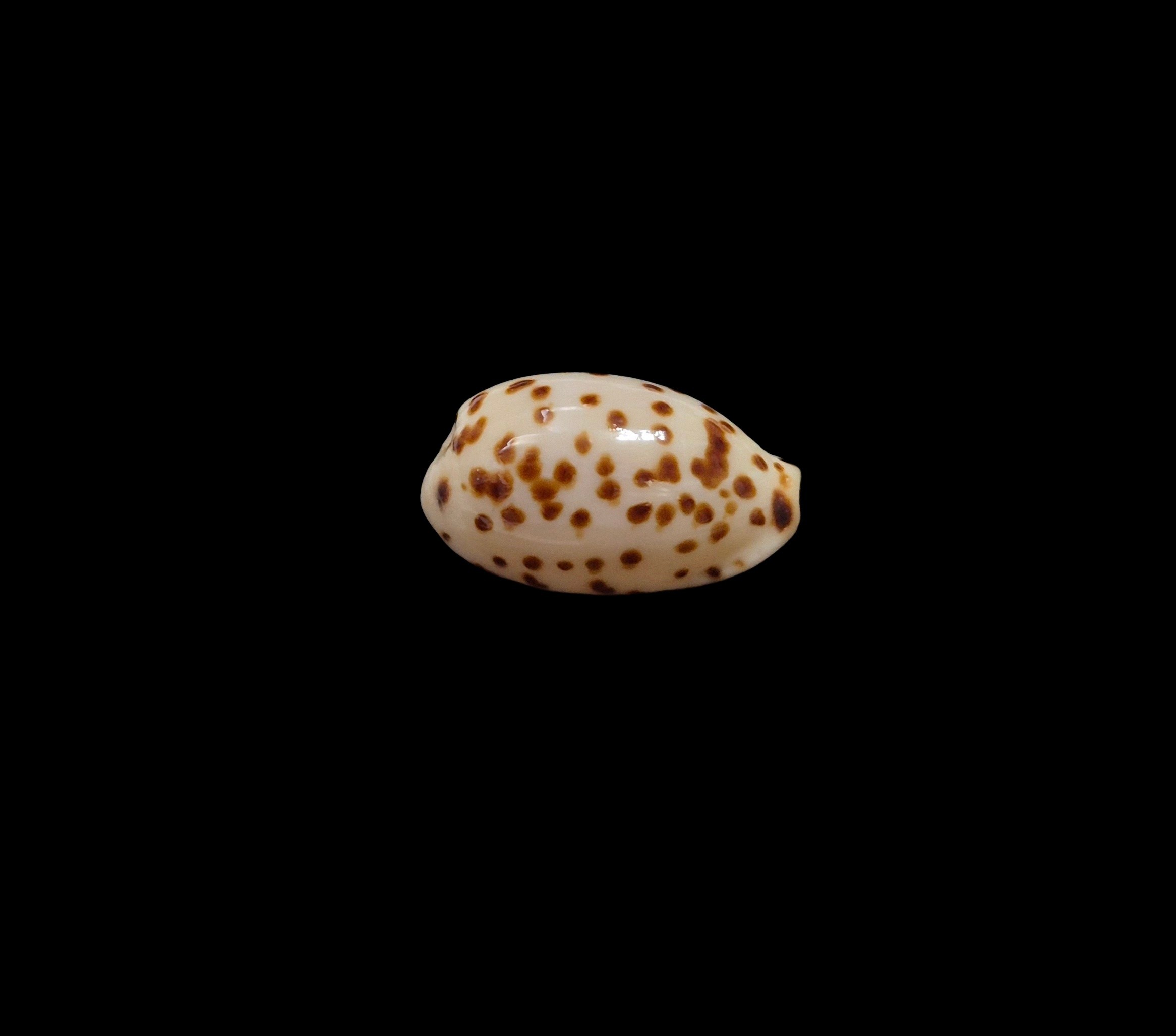 BC395 Ransoniella punctata berinii - SPECIAL PATTERN - Image 2