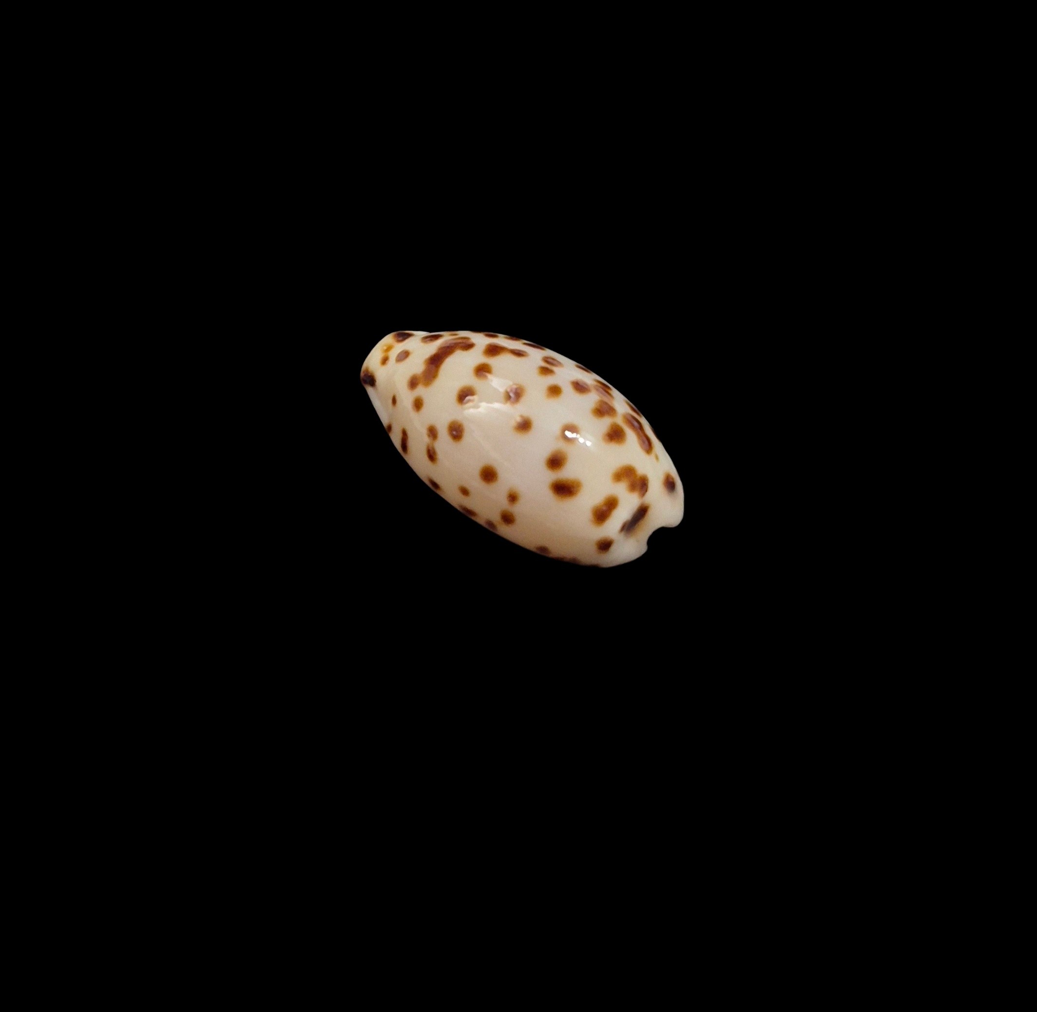 BC395 Ransoniella punctata berinii - SPECIAL PATTERN - Image 3