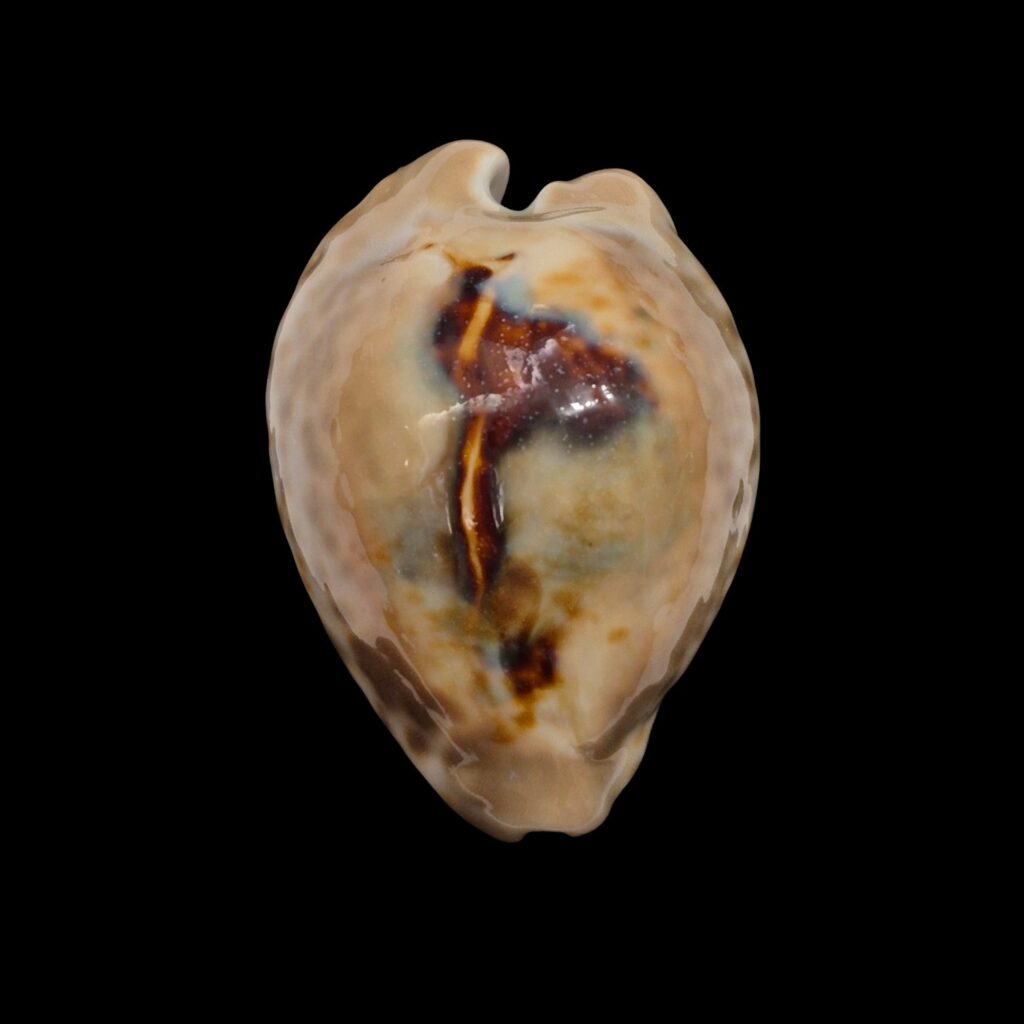 BC172 Barycypraea teulerei - TOP PATTERN