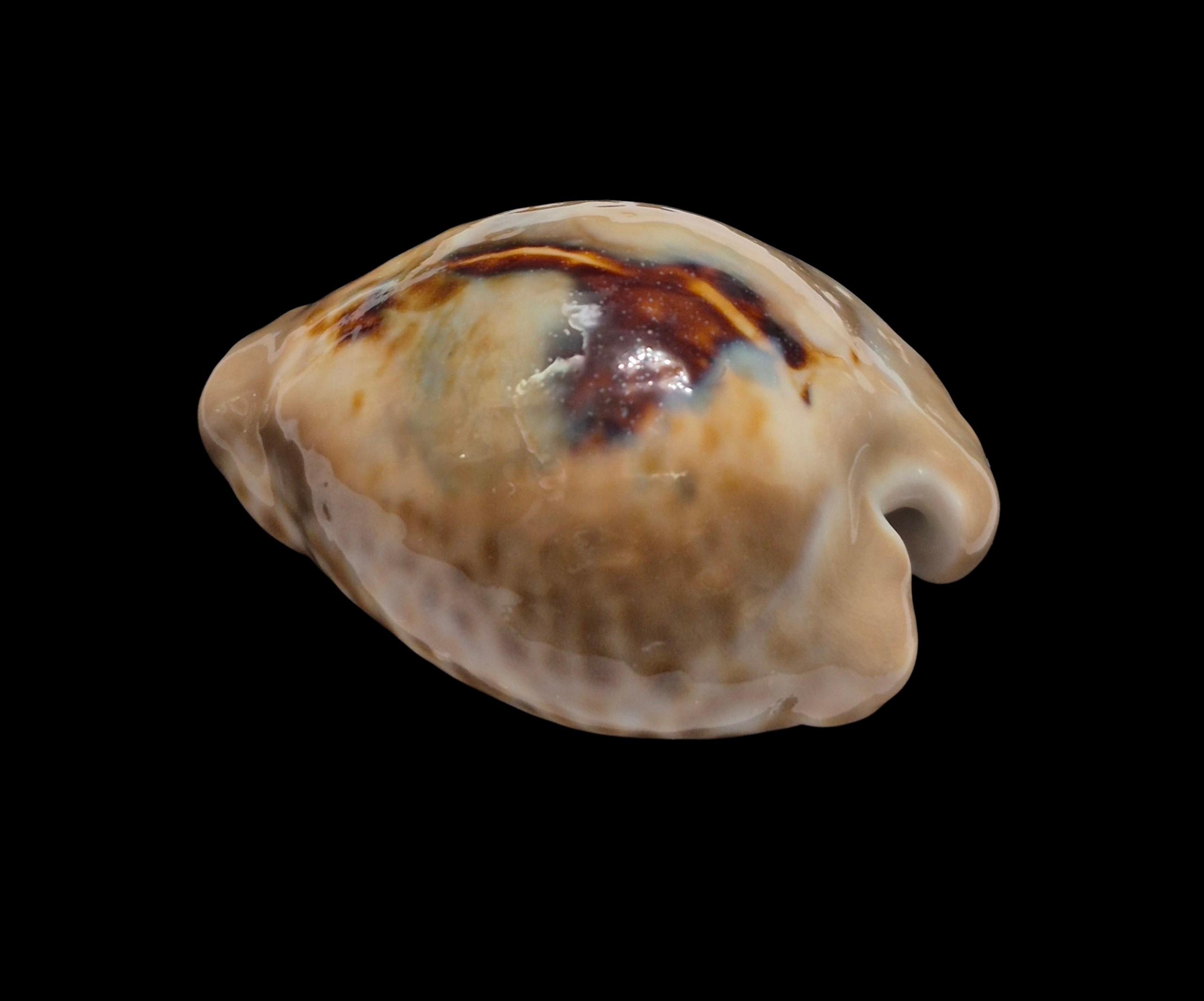 BC172 Barycypraea teulerei - TOP PATTERN - Image 3