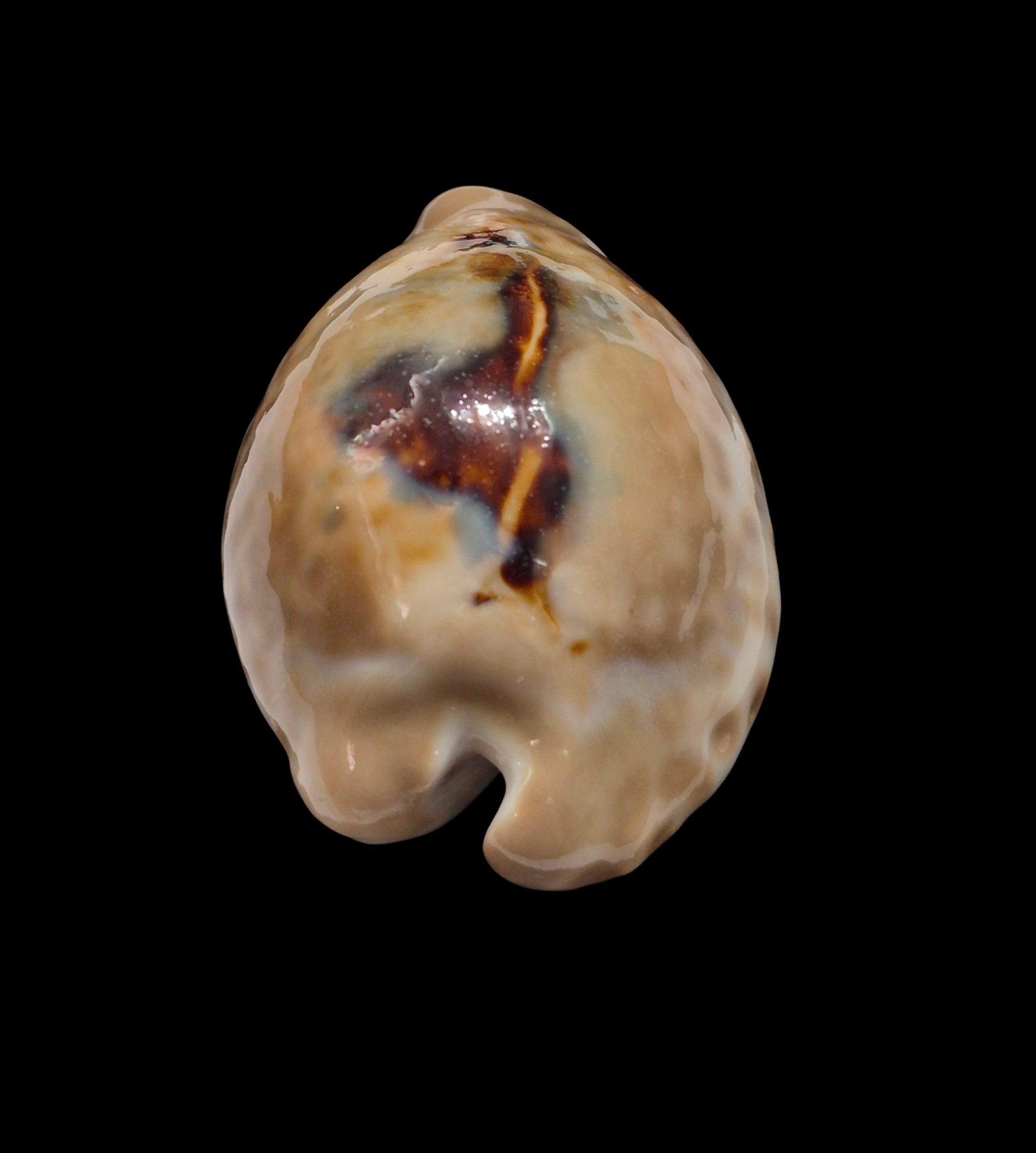 BC172 Barycypraea teulerei - TOP PATTERN - Image 4