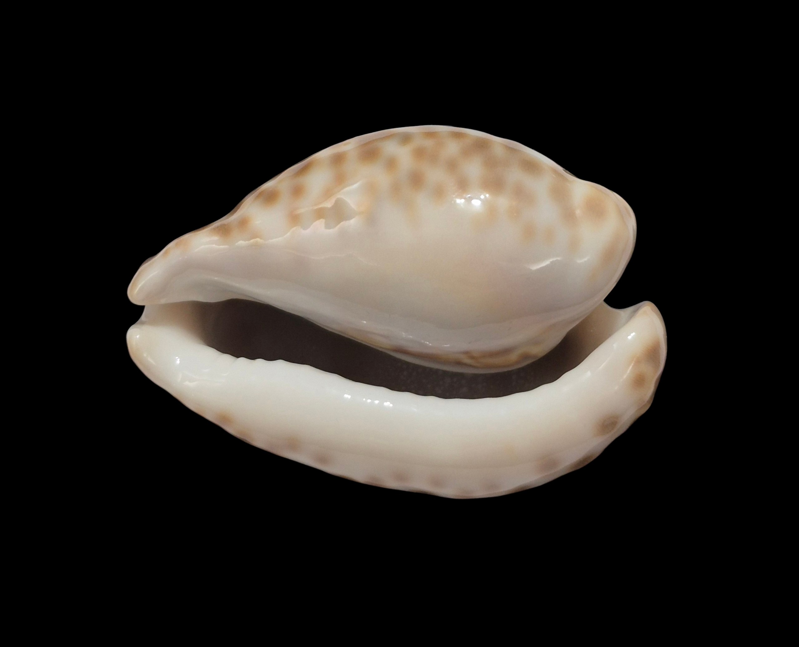 BC172 Barycypraea teulerei - TOP PATTERN - Image 5