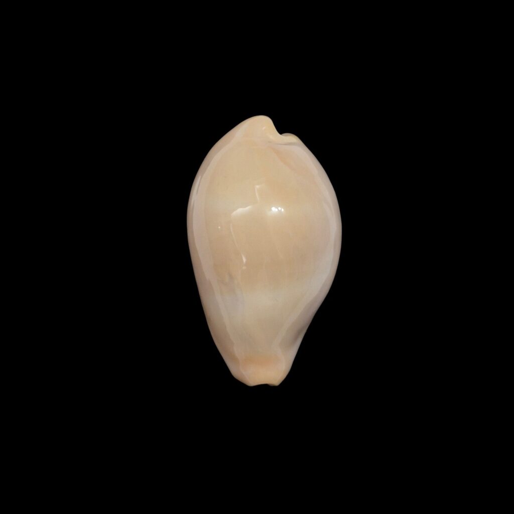 BC122 Erronea nymphae - RARE BEAUTY