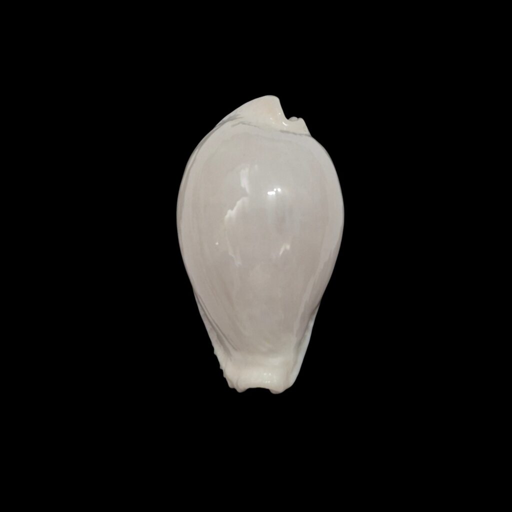 BC110 Naria eburnea - XXL SIZE