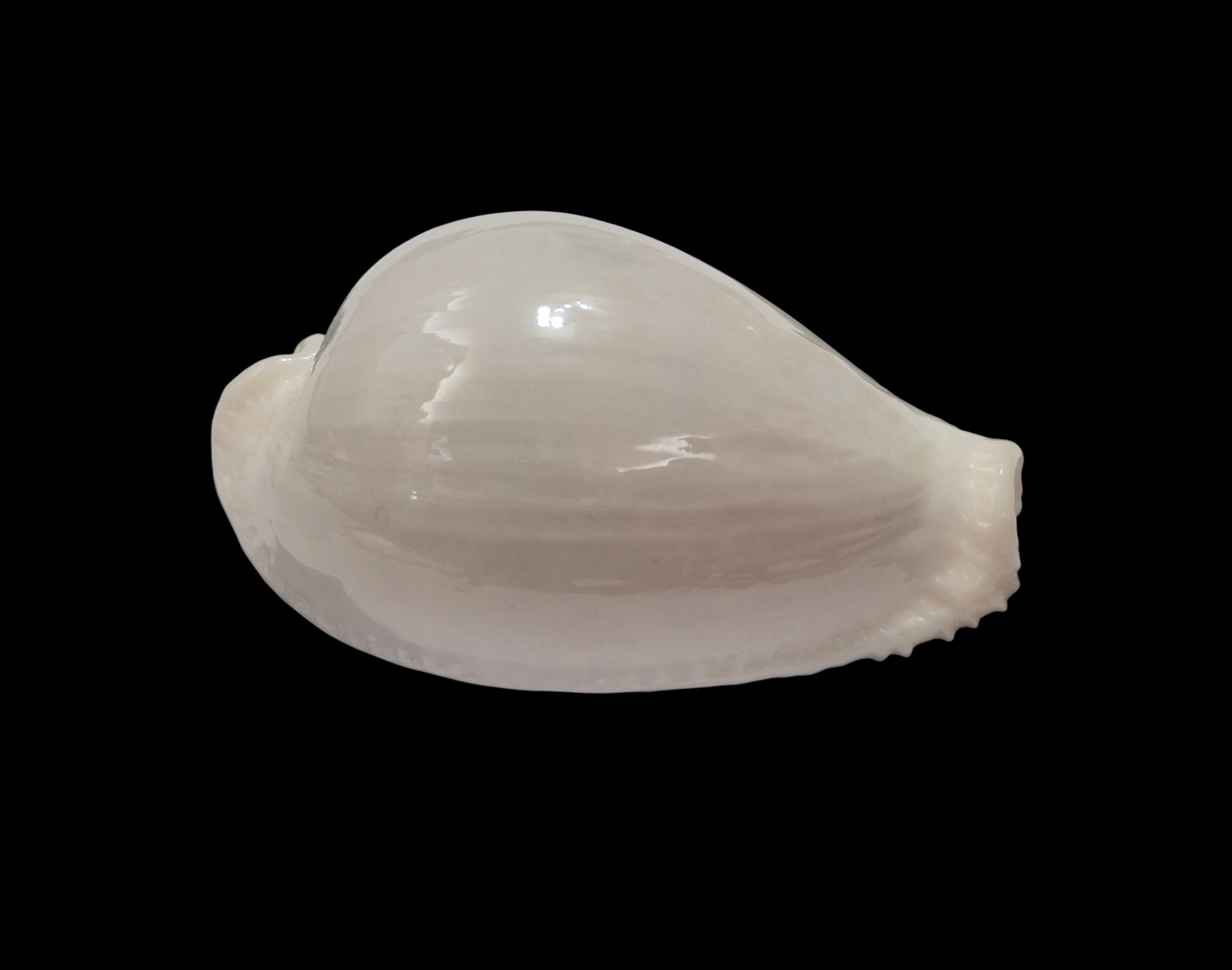BC110 Naria eburnea - XXL SIZE - Image 3