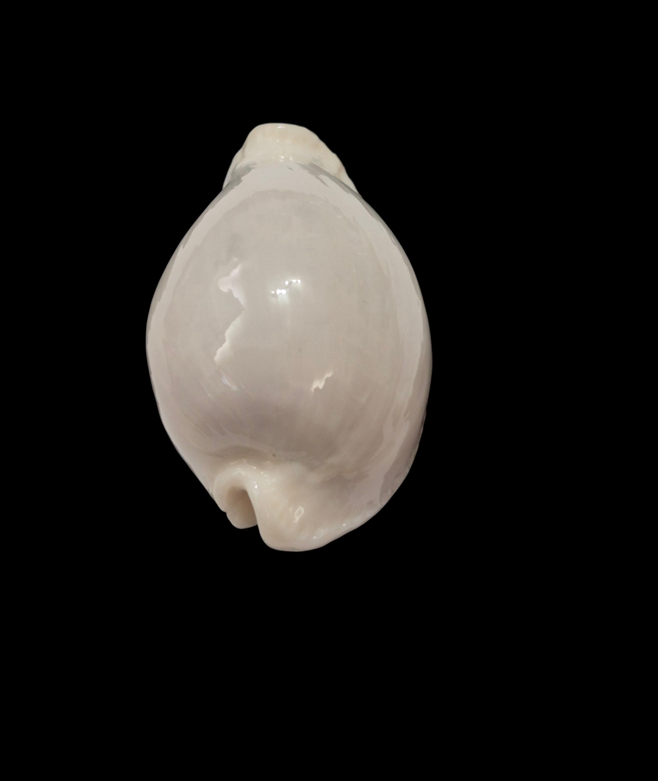 BC110 Naria eburnea - XXL SIZE - Image 5