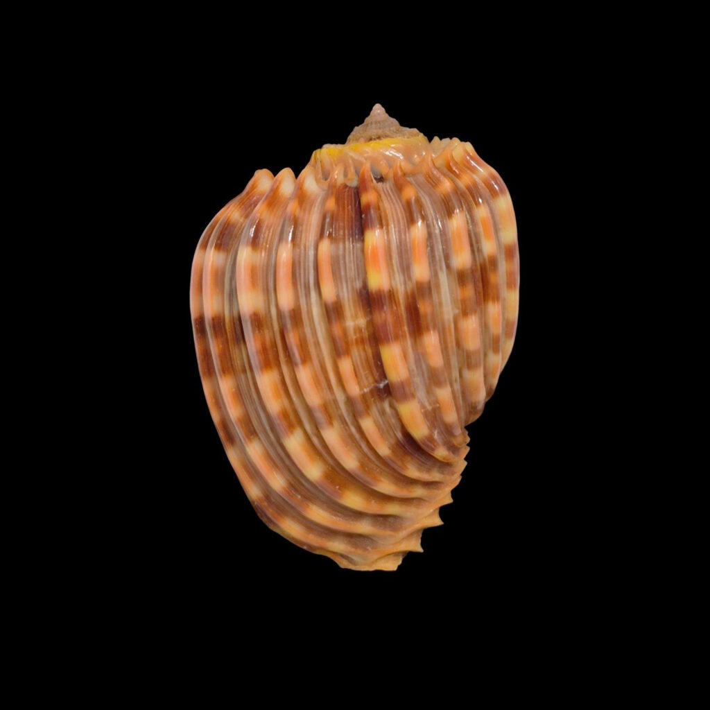 BC048 Harpa costata anosyensis