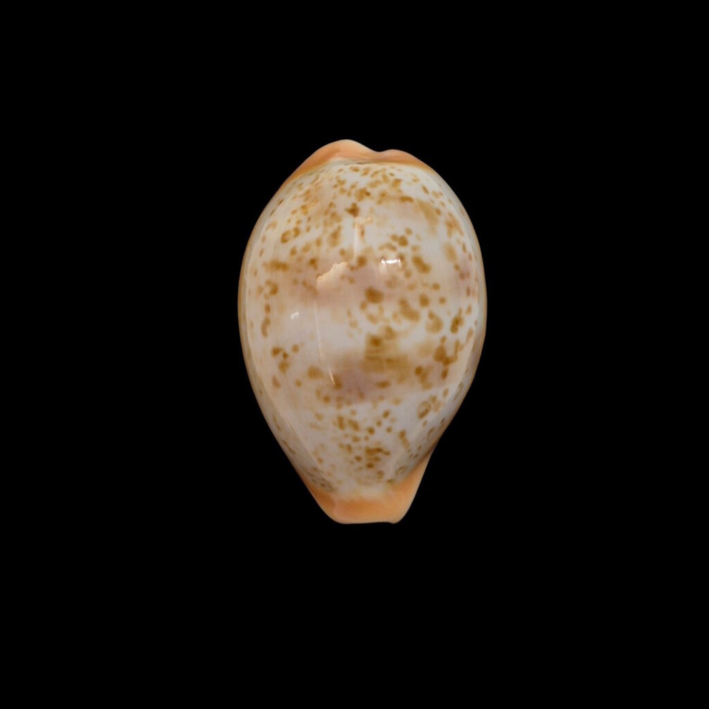 BC144 Schilderia achatidea - EXCLUSIVE PATTERN