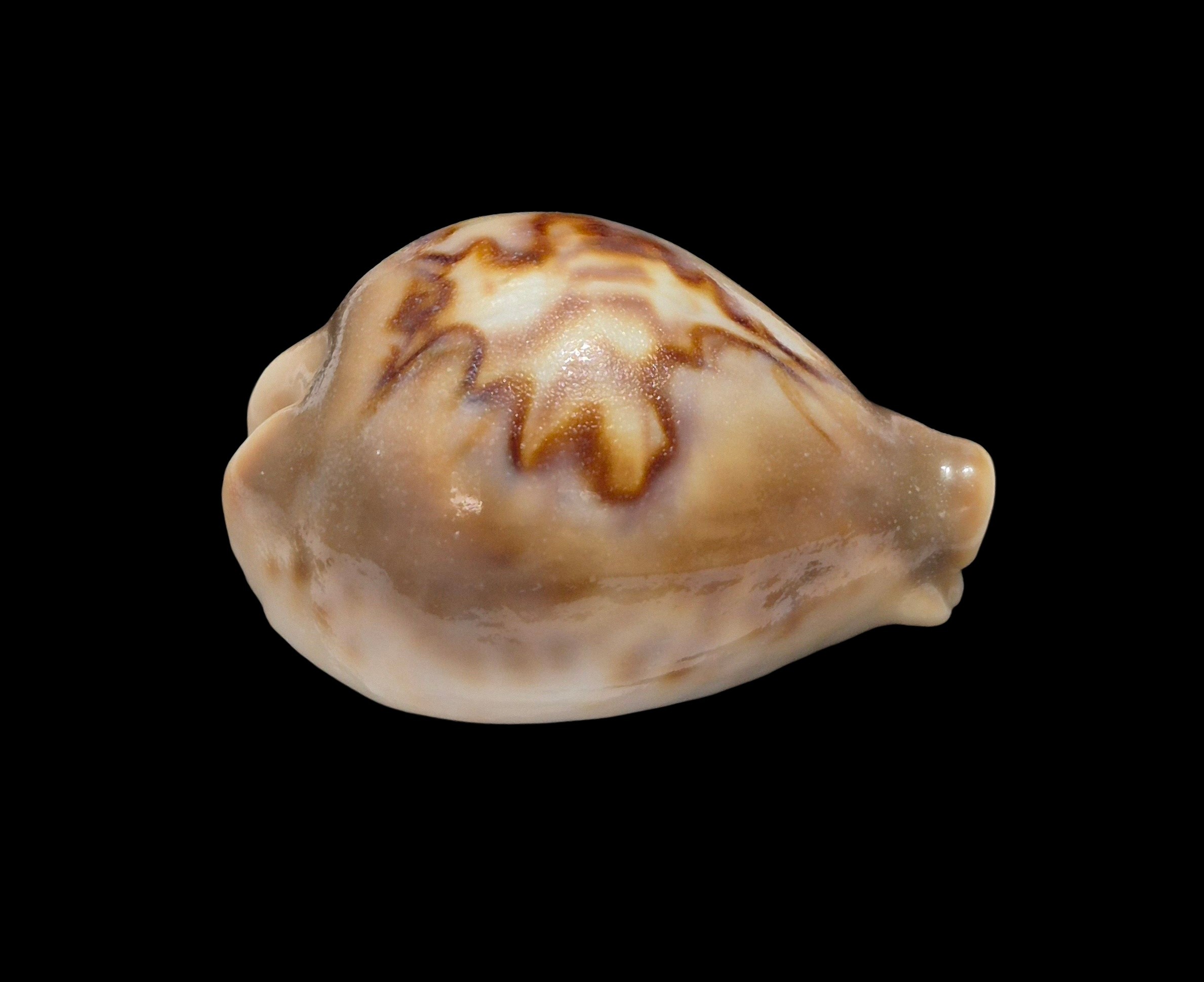 BC301 Barycypraea fultoni massieri - ADULT DWARF - Image 2