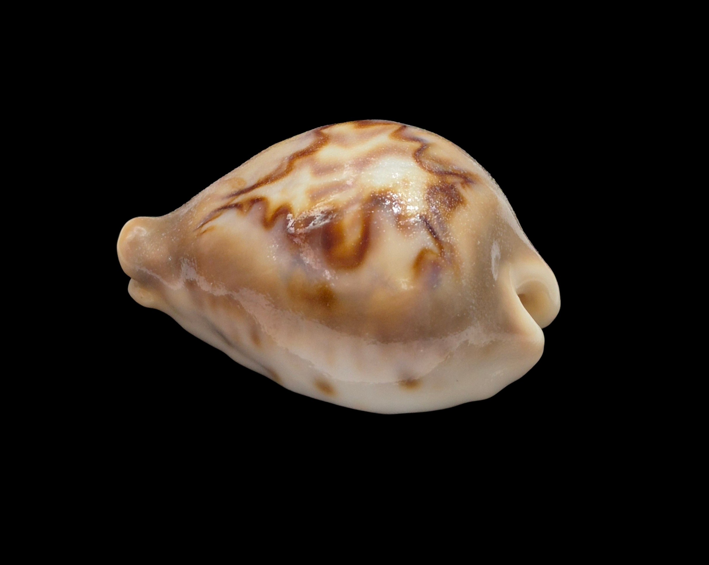 BC301 Barycypraea fultoni massieri - ADULT DWARF - Image 3