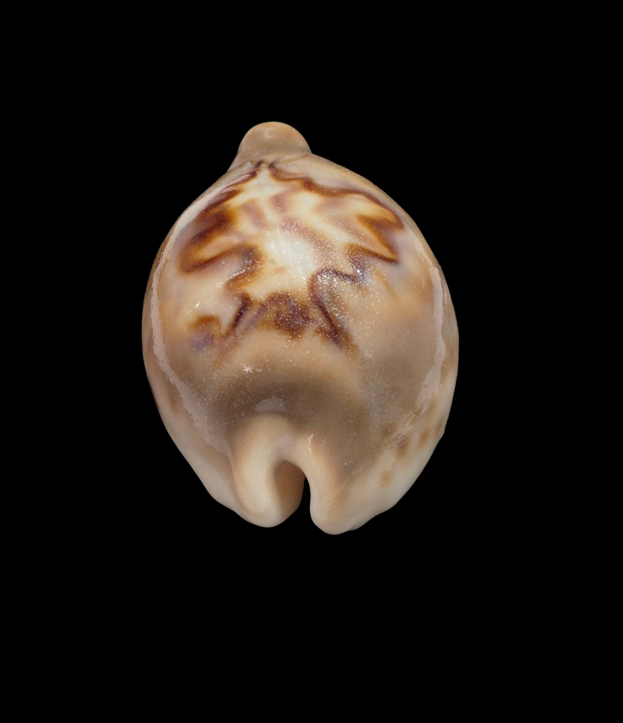 BC301 Barycypraea fultoni massieri - ADULT DWARF - Image 4