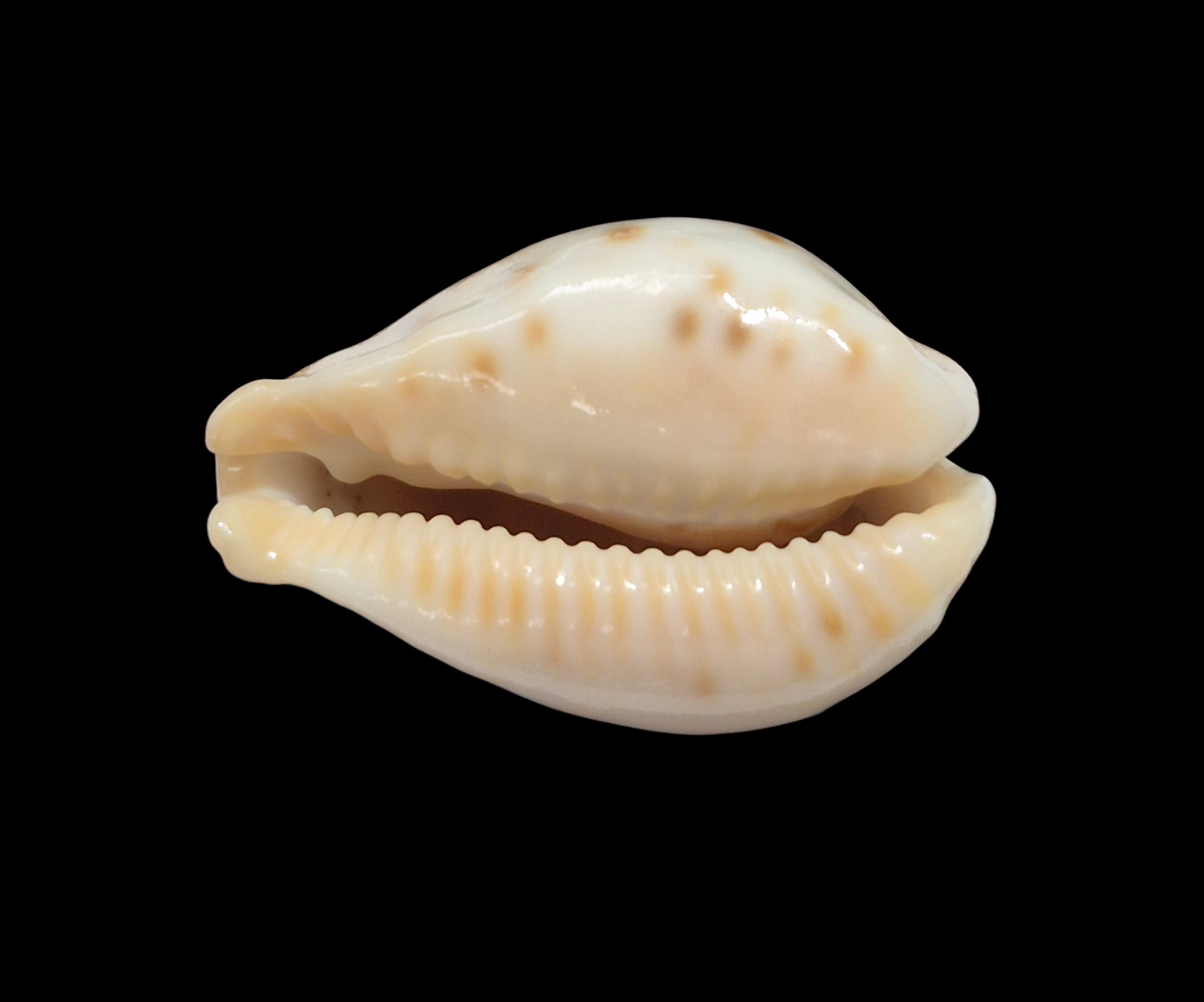 BC301 Barycypraea fultoni massieri - ADULT DWARF - Image 5