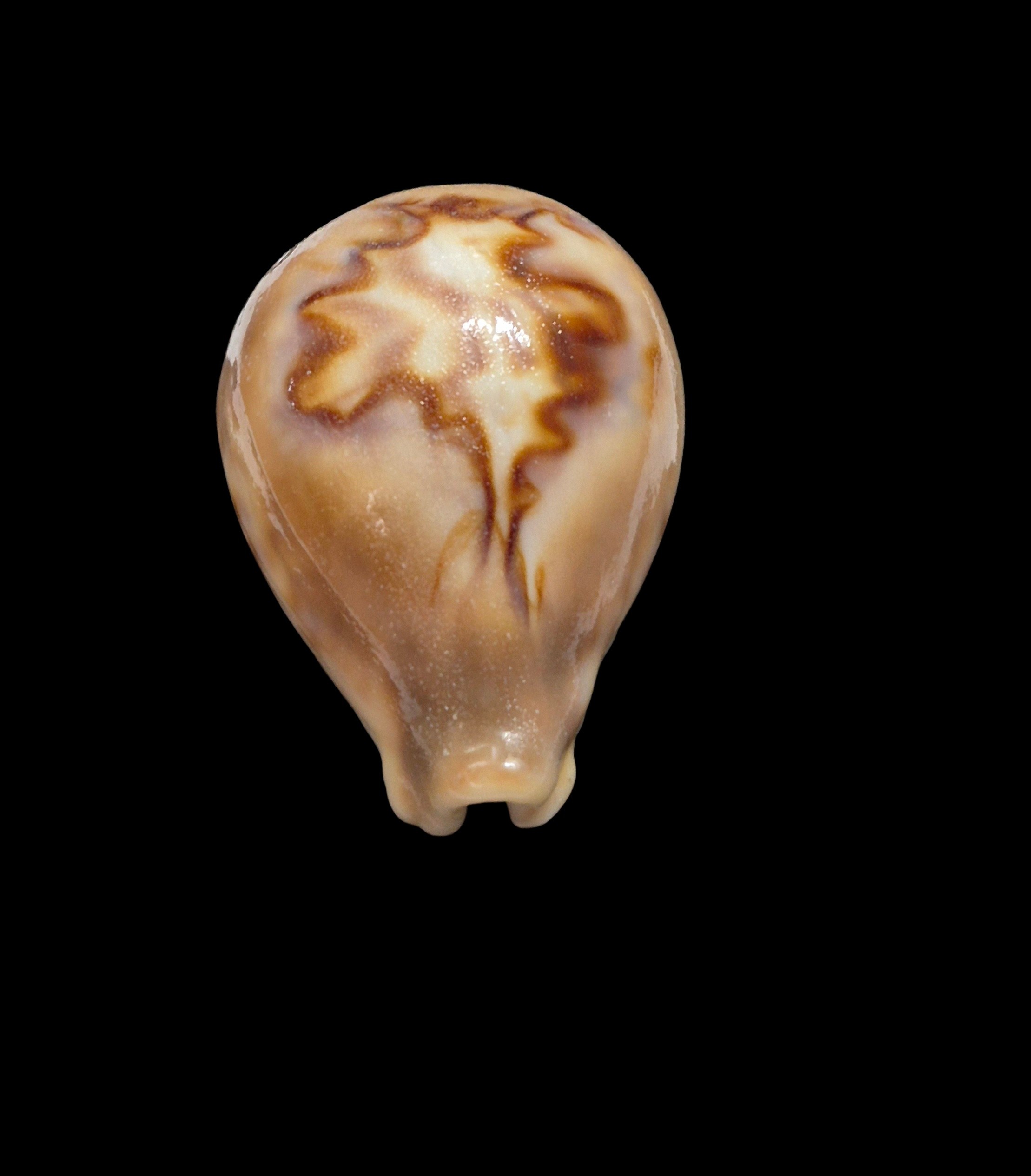 BC301 Barycypraea fultoni massieri - ADULT DWARF - Image 6
