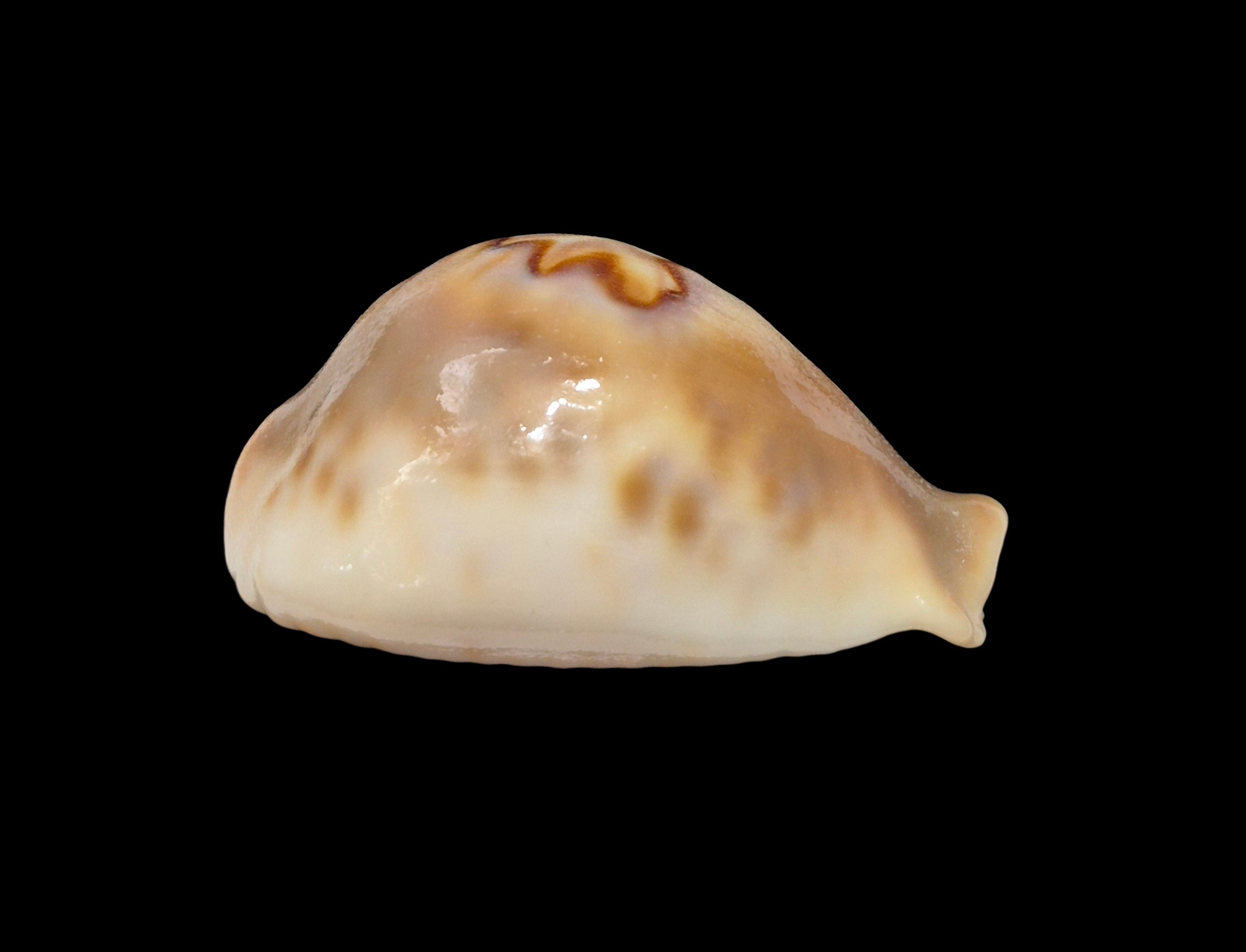BC301 Barycypraea fultoni massieri - ADULT DWARF - Image 7