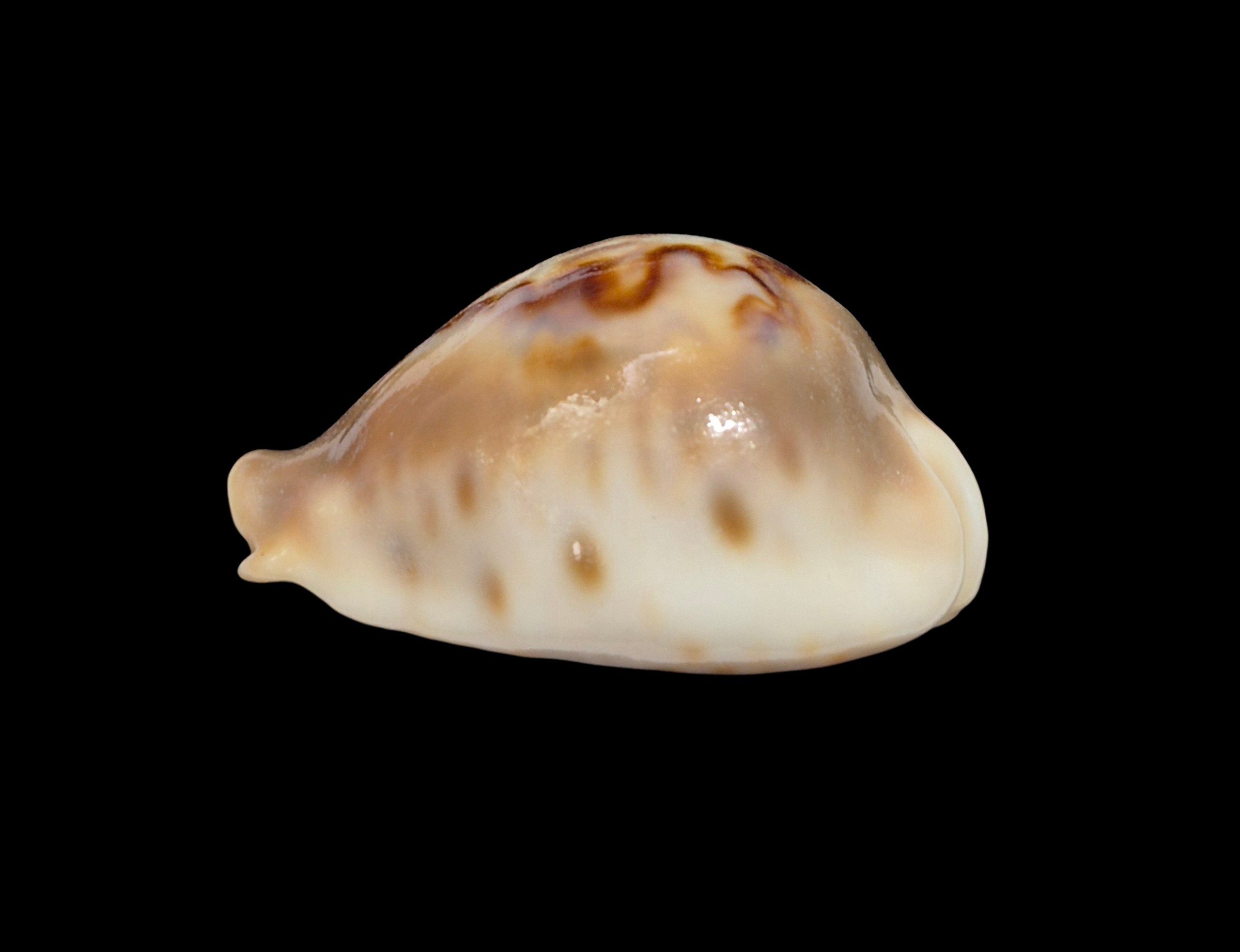 BC301 Barycypraea fultoni massieri - ADULT DWARF - Image 8