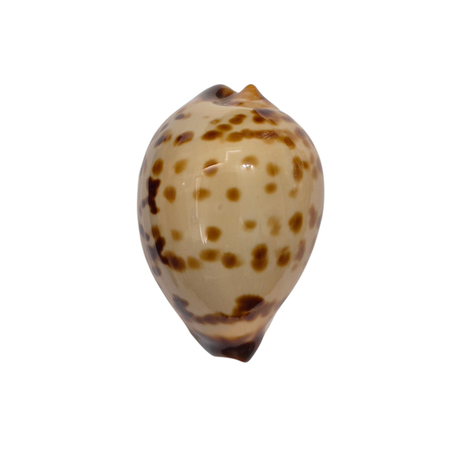 BC346 Zoila perlae