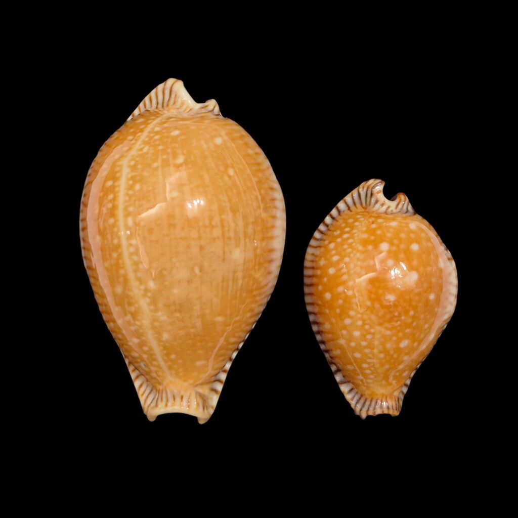 BC353 Perisserosa guttata surinensis - PAIR SIZE