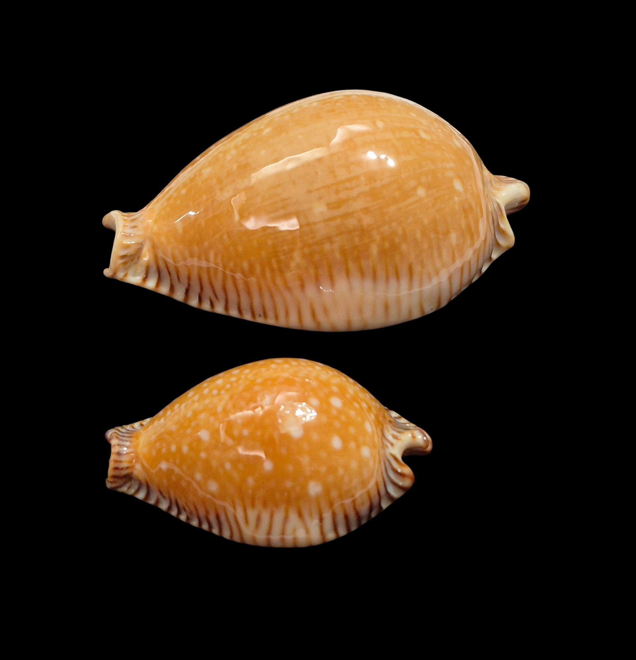 BC353 Perisserosa guttata surinensis - PAIR SIZE - Image 2