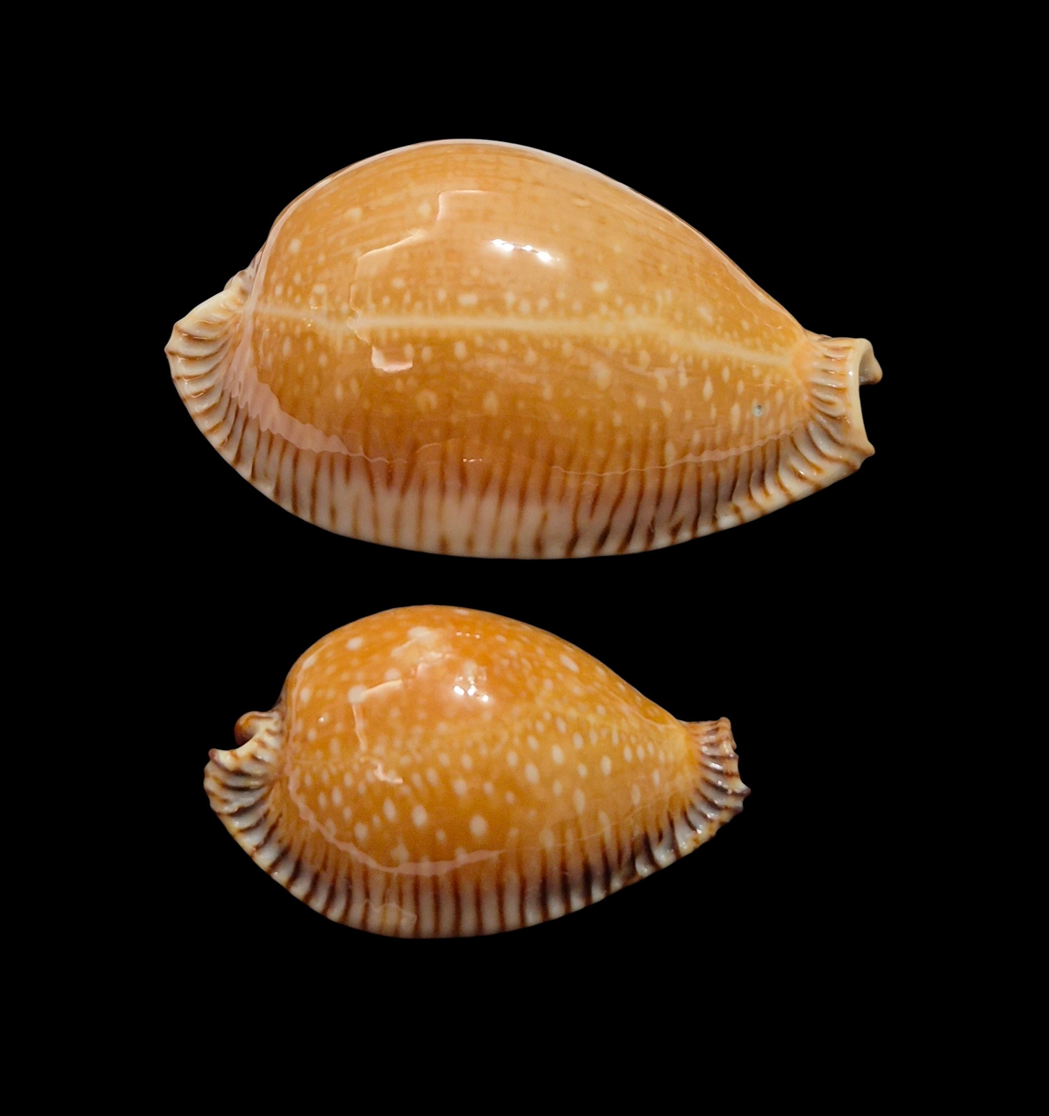 BC353 Perisserosa guttata surinensis - PAIR SIZE - Image 3